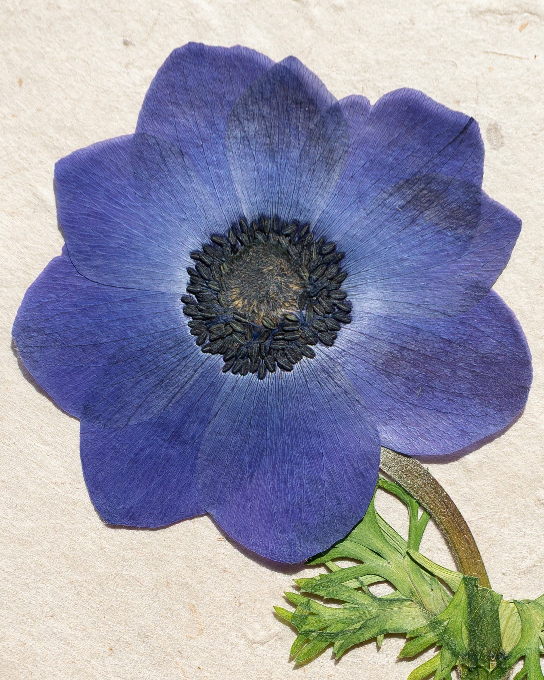 Introducing the cover star of The Pressed Flower Handbook. The details preserved in this gorgeous vibrant blue pressed anemone flower are incredible. I&rsquo;m so proud that her beauty is being enjoyed all over the world by those who have a copy of t