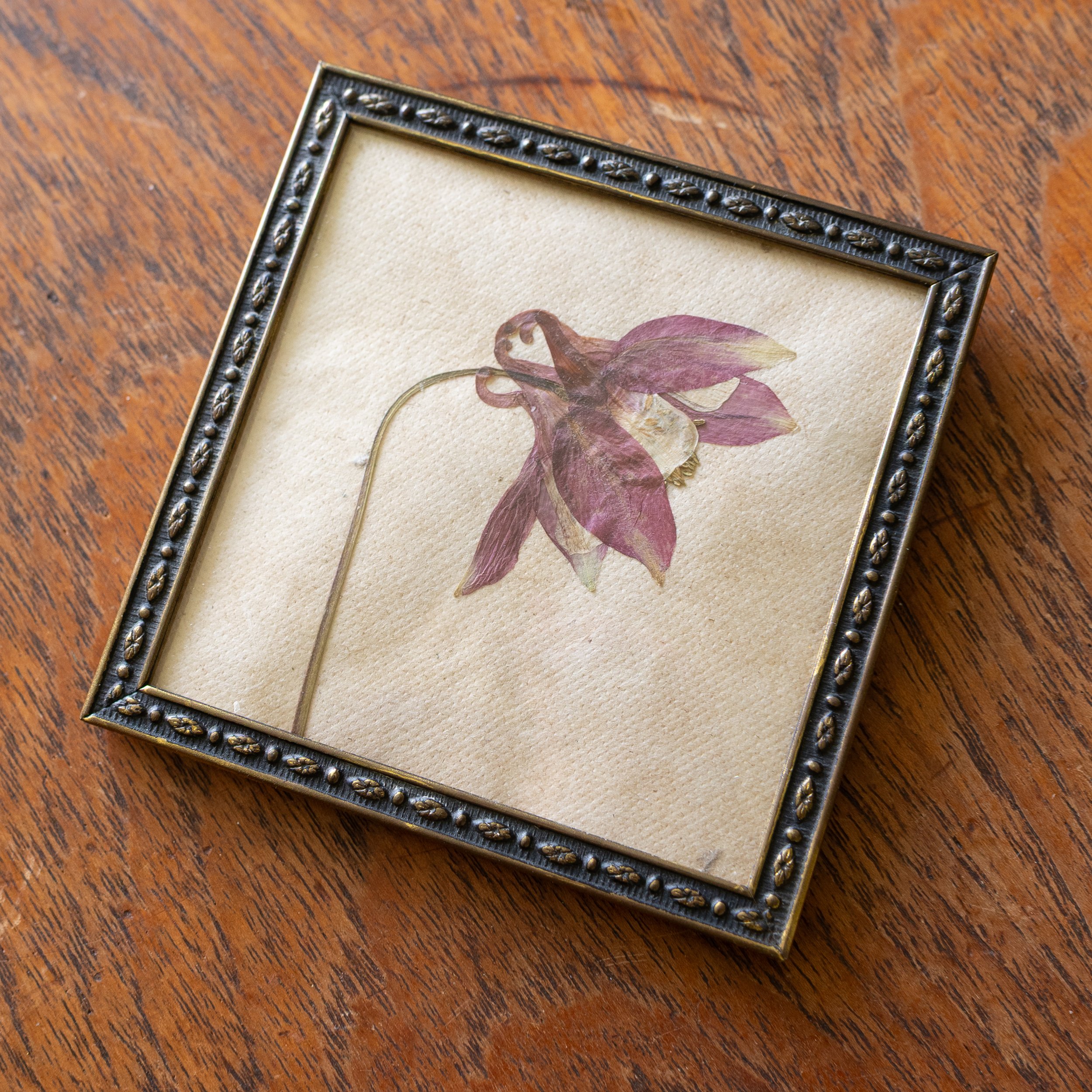 Vintage Collection - Aquilegia 05