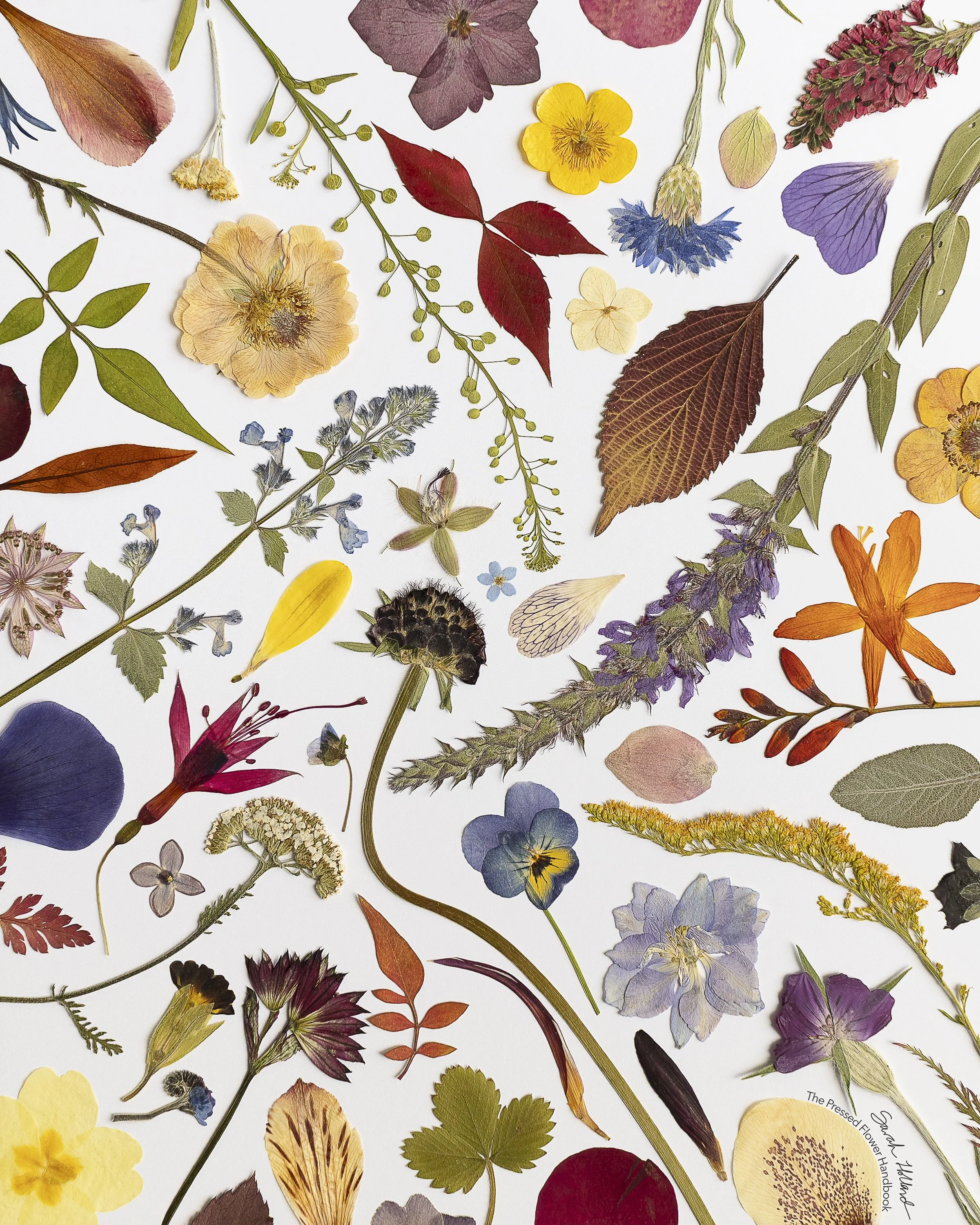 Free digital download print with every pre-order of The Pressed Flower Handbook