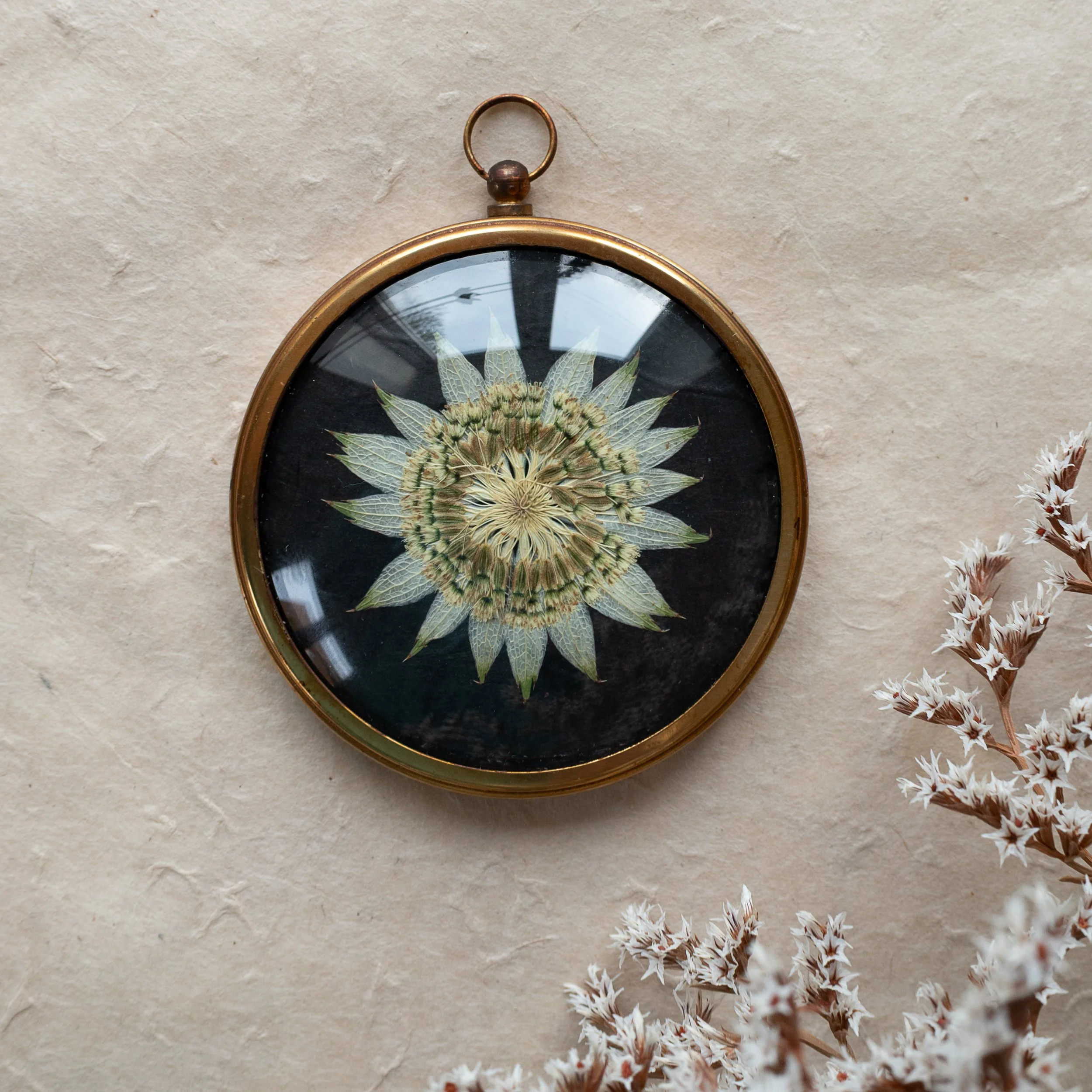 Vintage Collection - Astrantia 18