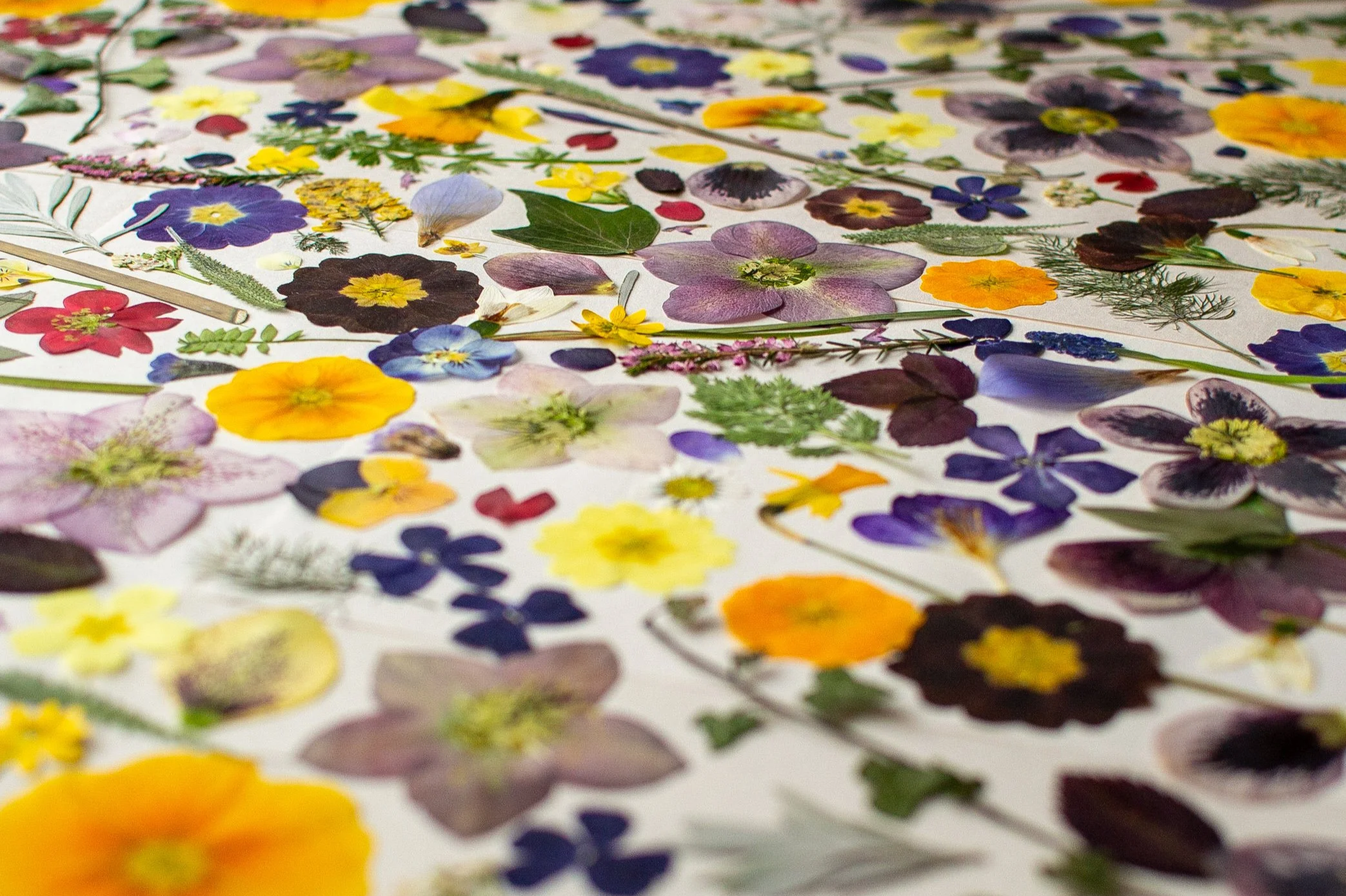 How to retain the colour when pressing flowers