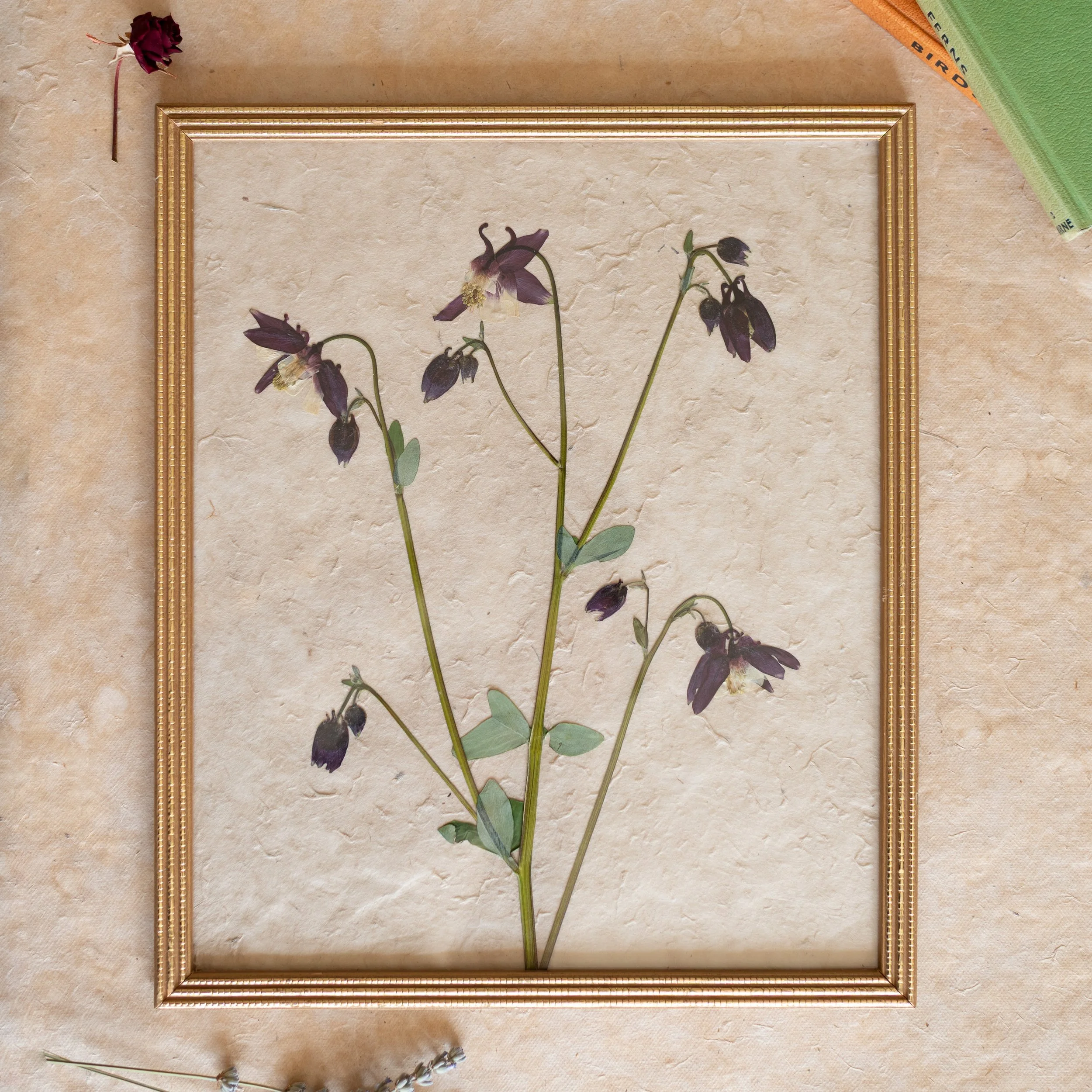 Vintage Collection - Aquilegia 06