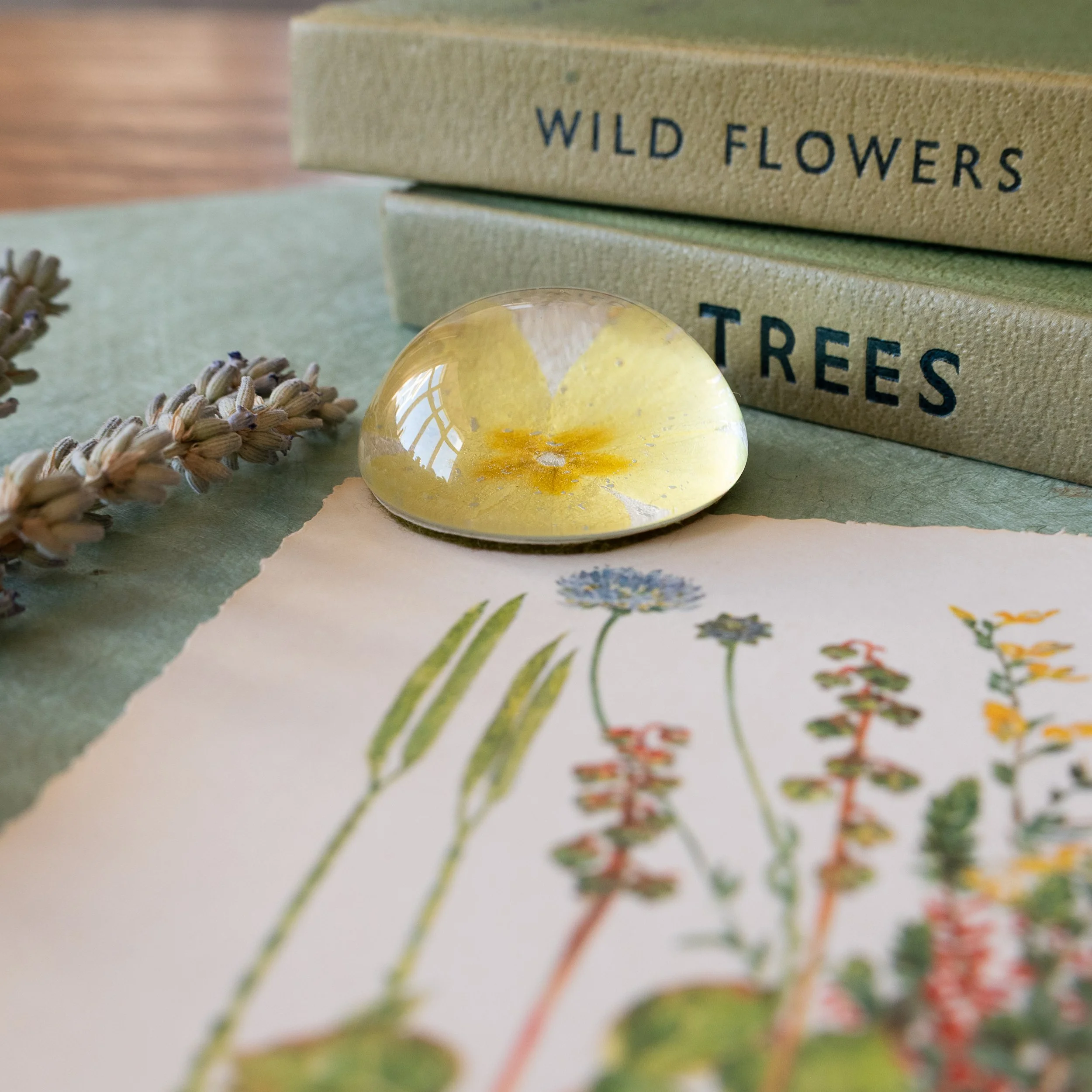Paperweight - Primrose 01