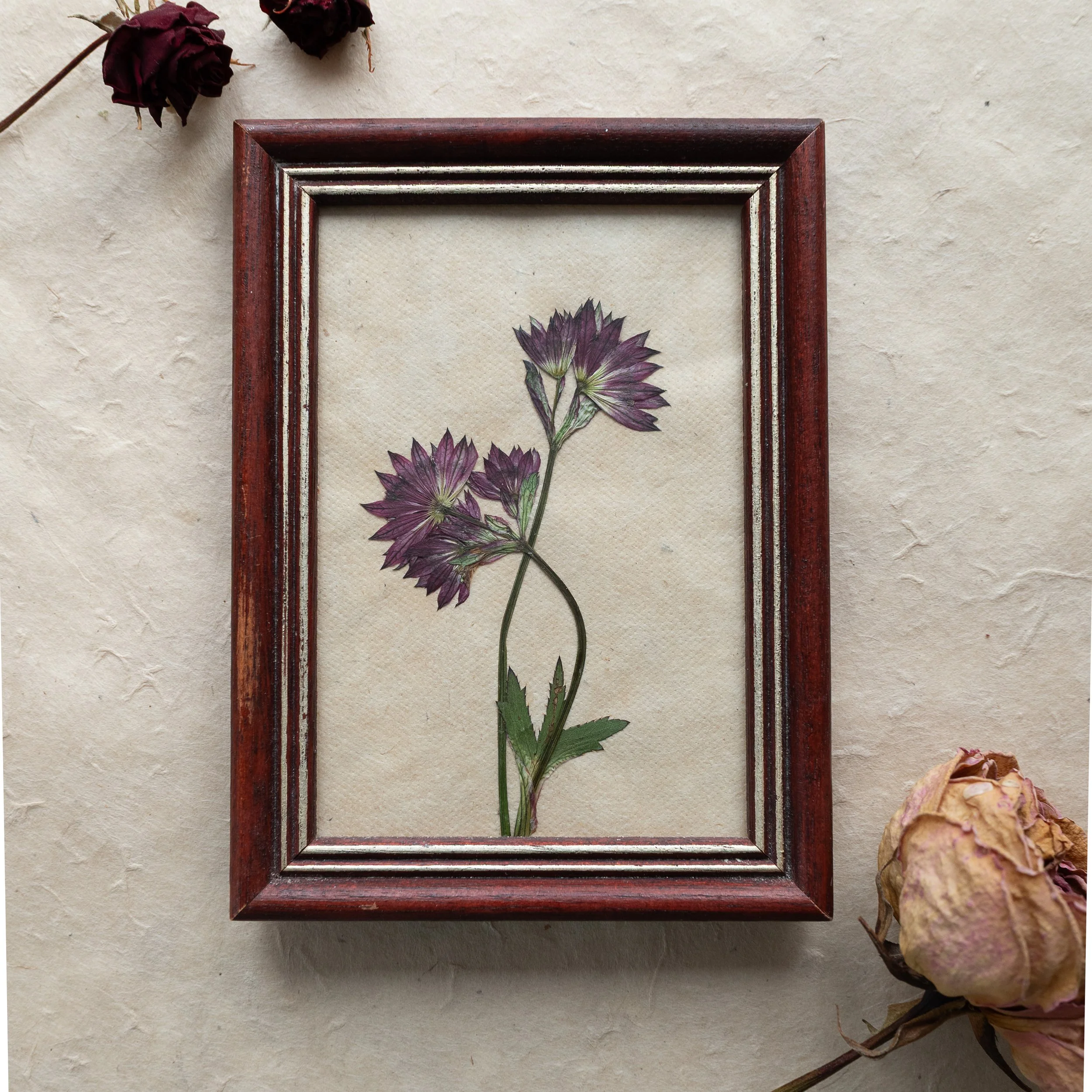 Vintage Collection - Astrantia 17