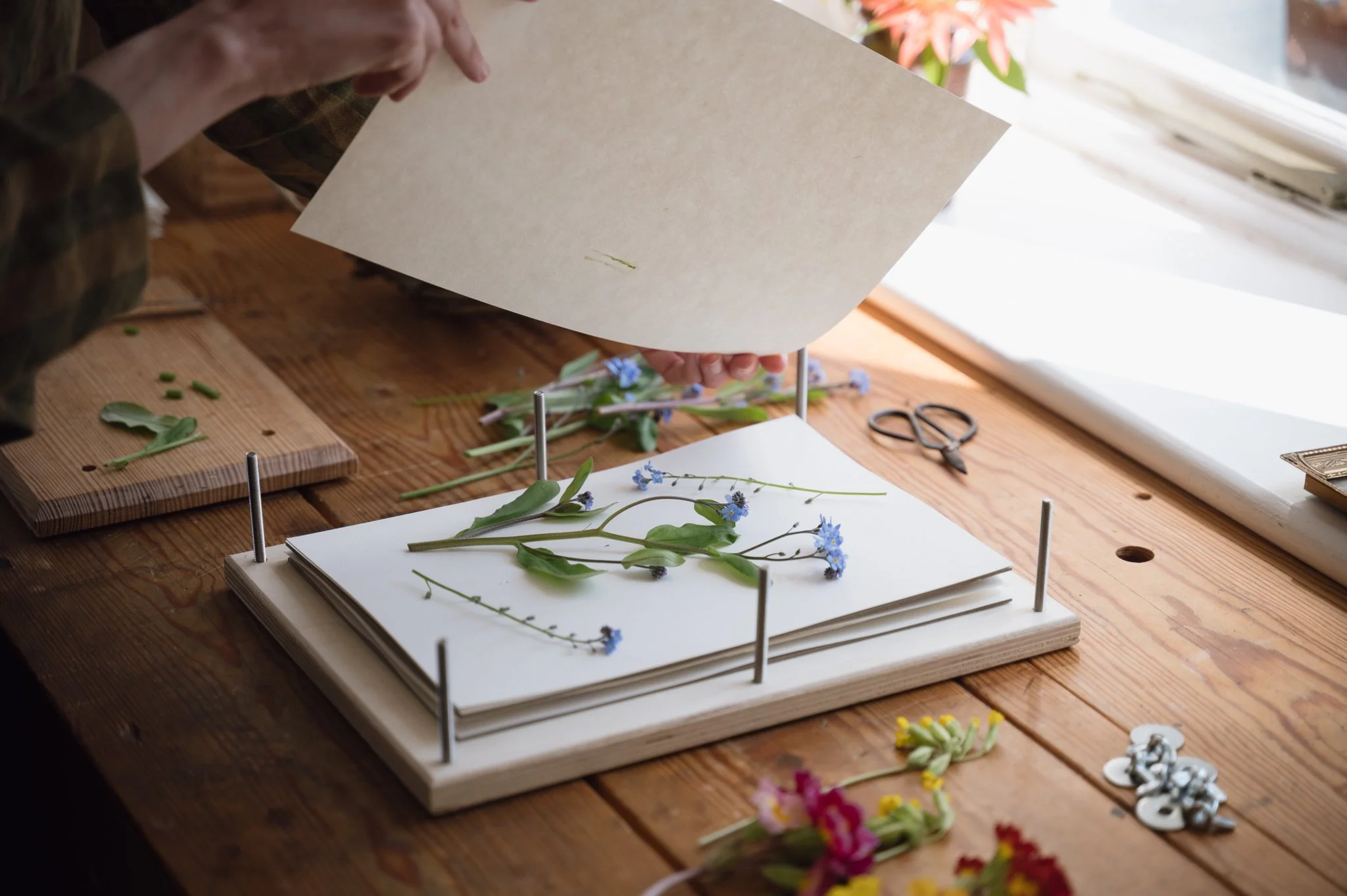 Pressing forget-me-not flowers in a beautiful quality professional-level traditional flower press designed by Sarah Holland of Meadow and Thyme.