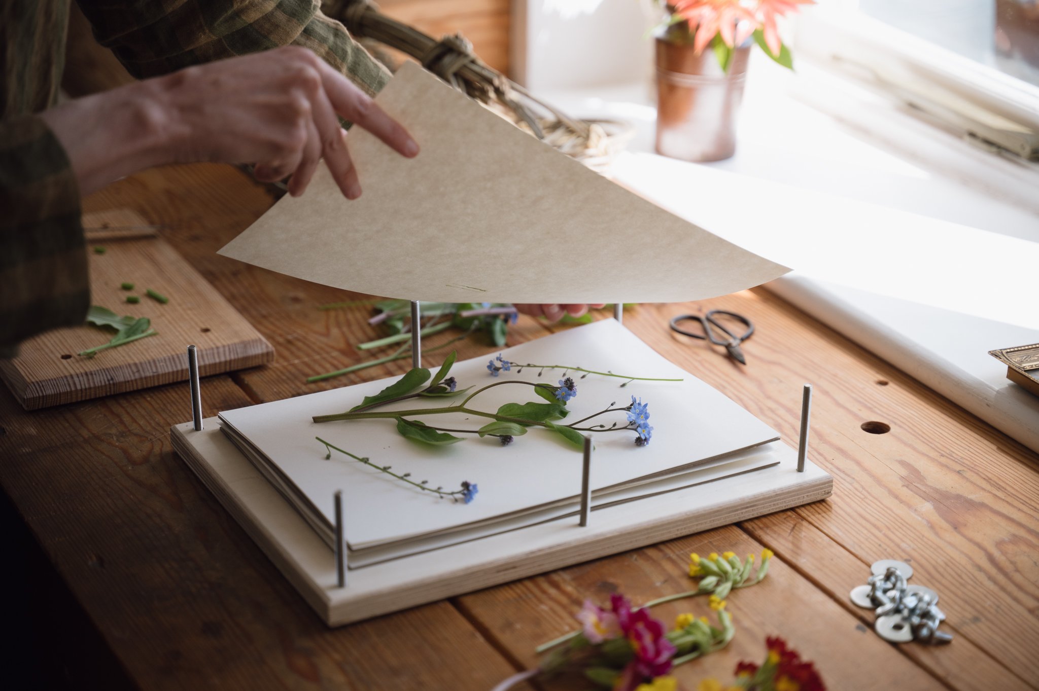 Pressing forget-me-nots in a traditional flower press