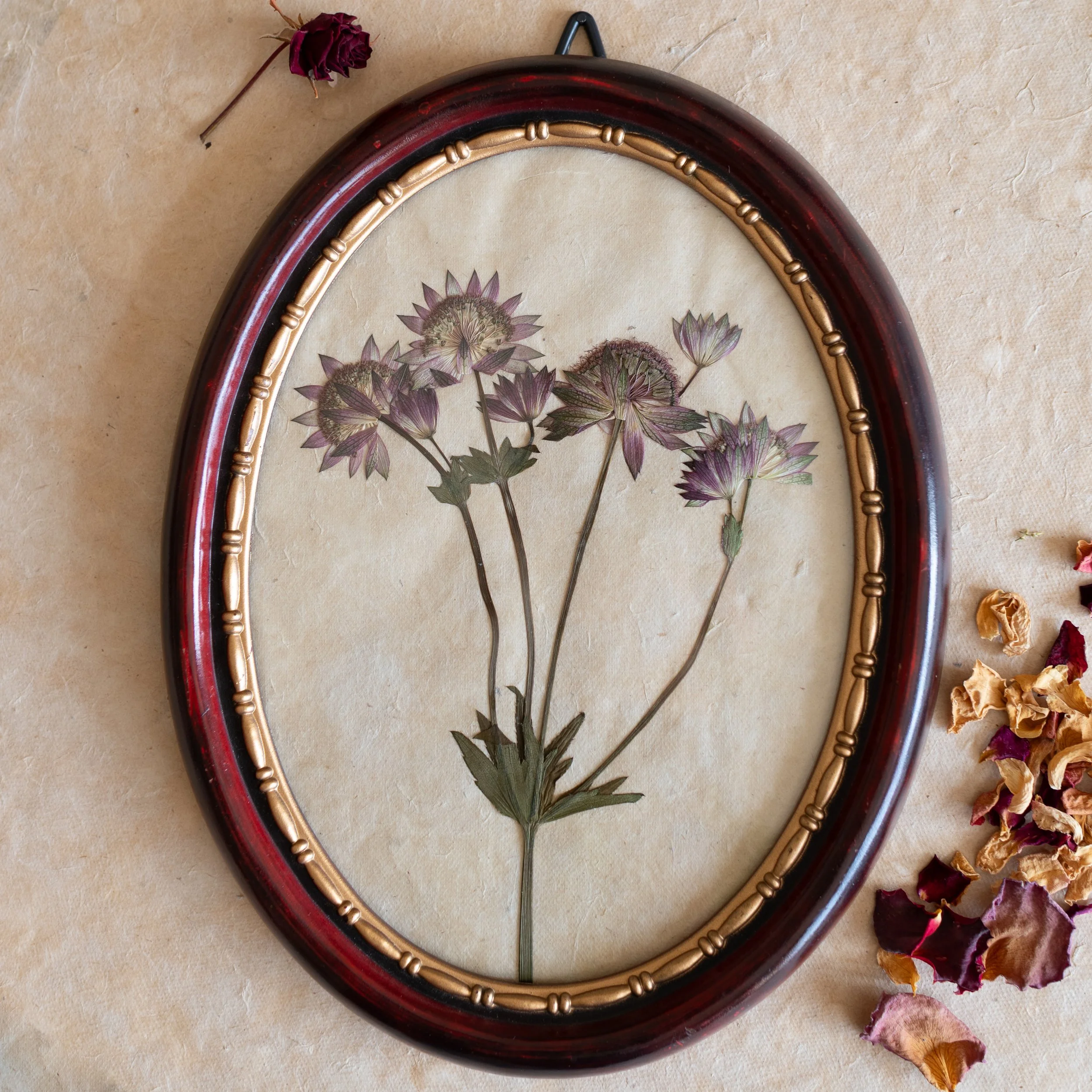 Vintage Collection - Astrantia 26