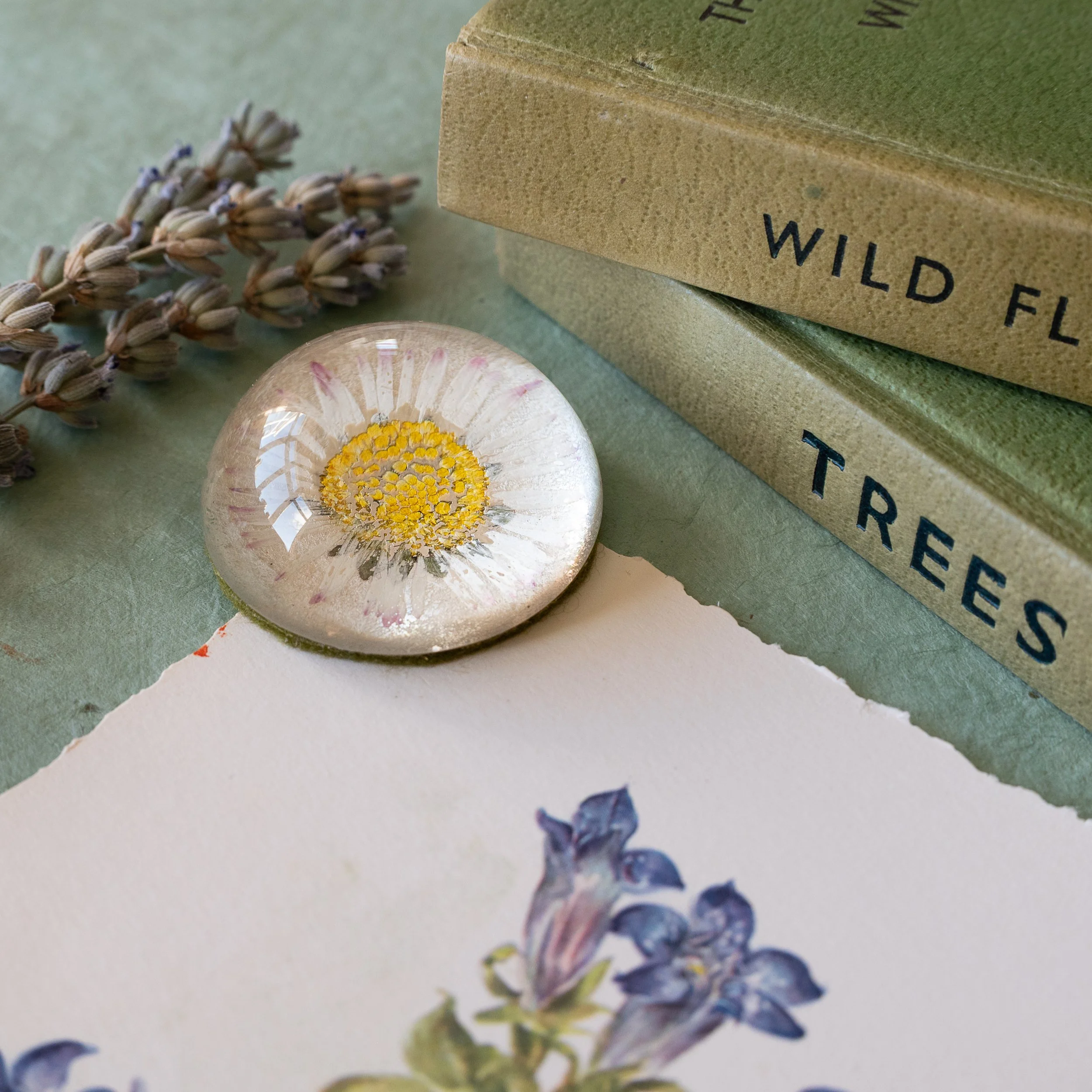 Paperweight - Daisy 02