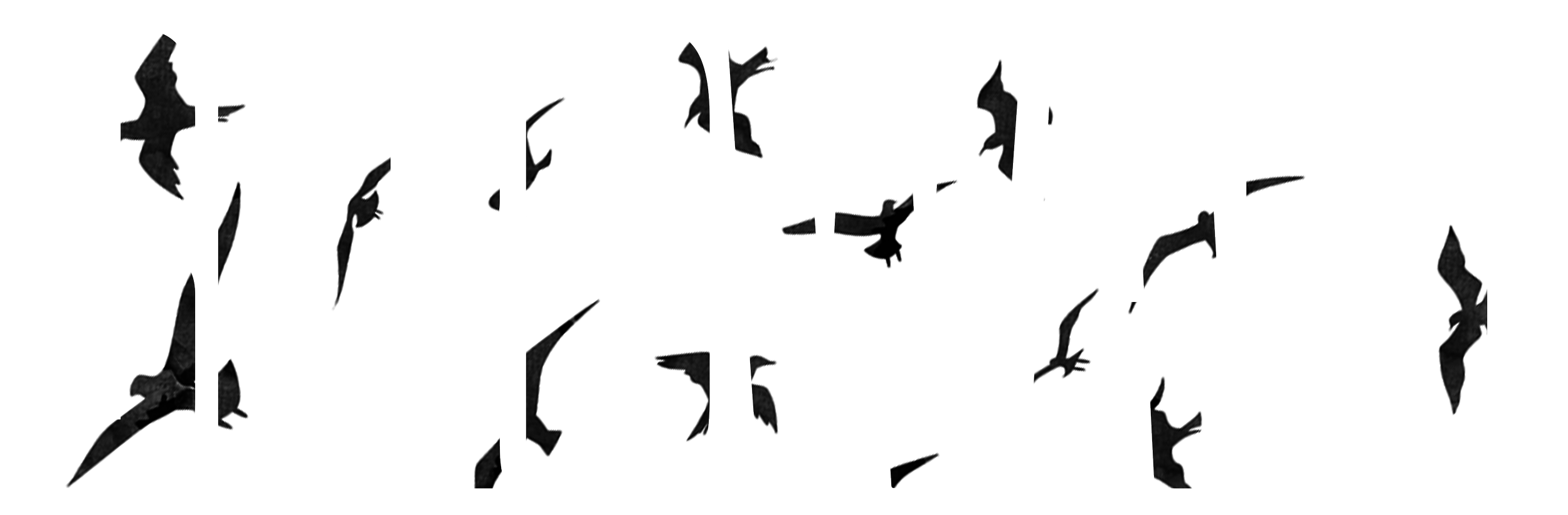 Birdwall