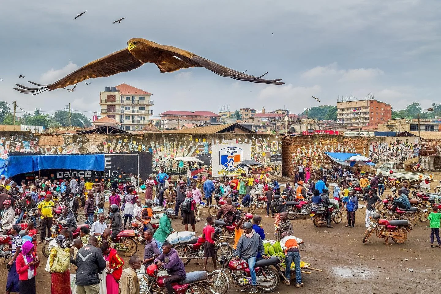 A black kite soars over Katwe market in Kampala, the largest wholesale market for katydids in Uganda. The katydids are a national delicacy and sold one the market to local vendors. Cars from all over the country arrive here around sunrise to be the f