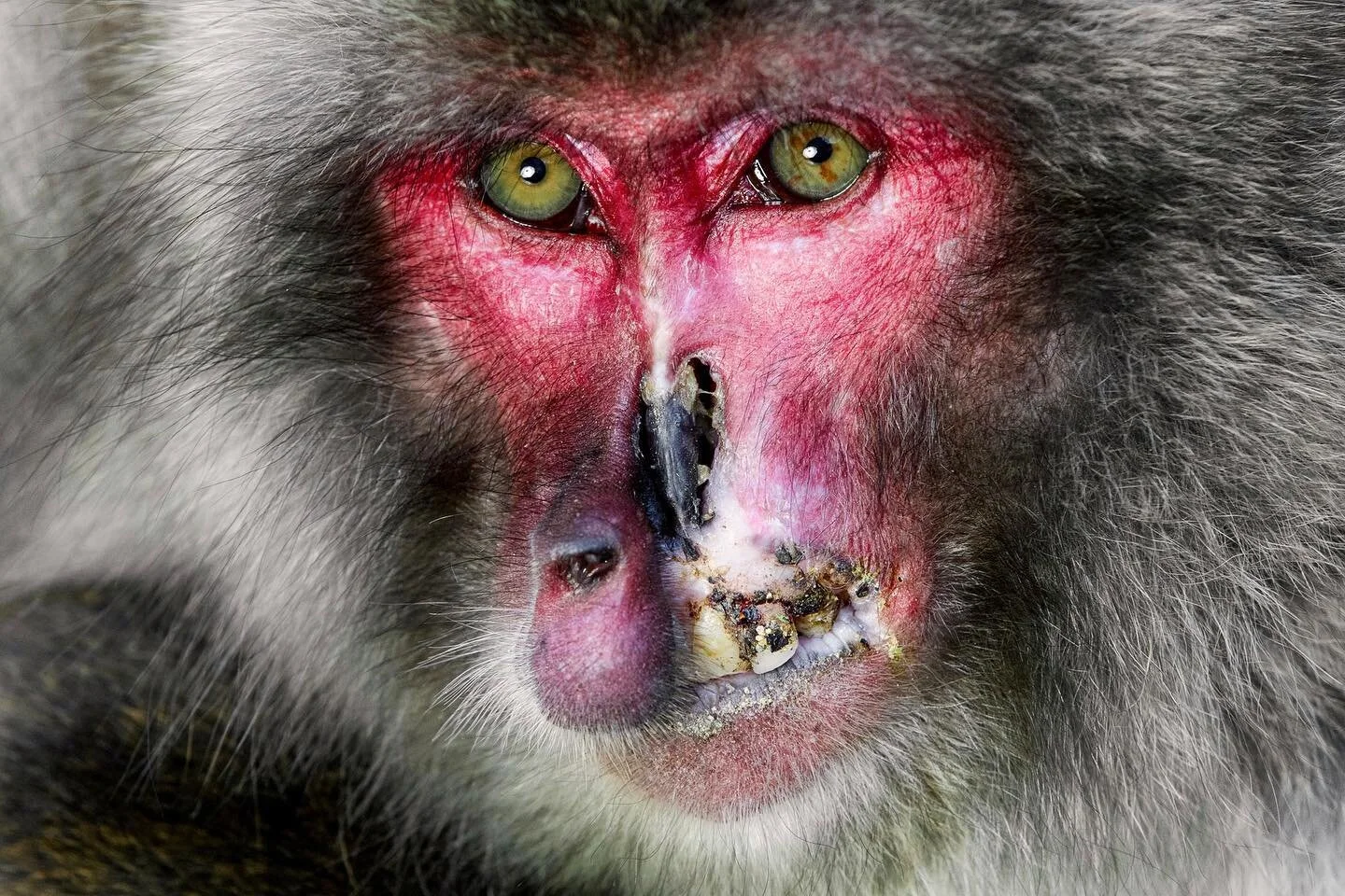 A female macaque shows the results of earlier wounds. She got caught-up in a fight between two rivalry monkeys when she was a baby and was bitten in the face. While her wounds partially healed, the left side of her nose and lip never reattached to th