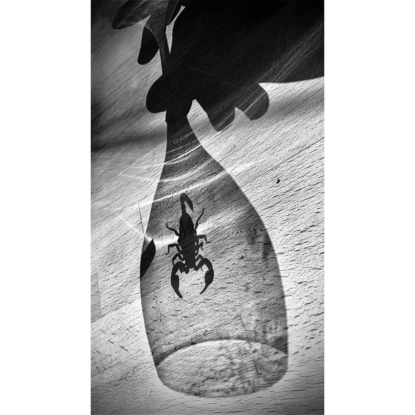 This seemed to be the most common wild animal during our family holiday: Italy's indigenous scorpion - the Euscorpius italicus. I caught eight of them in our holiday cottage. 

Since we don&rsquo;t have scorpions in the Netherlands, our girls we&rsqu