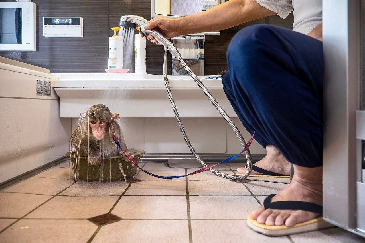 Kaoru Amagai washes Hana, the youngest of the three Japanese macaques Mr Amagai and his wife keep as pets. He says he treats the monkeys as he would children, dressing them (he has a hundred pieces of clothing), bathing them, and feeding them daily y