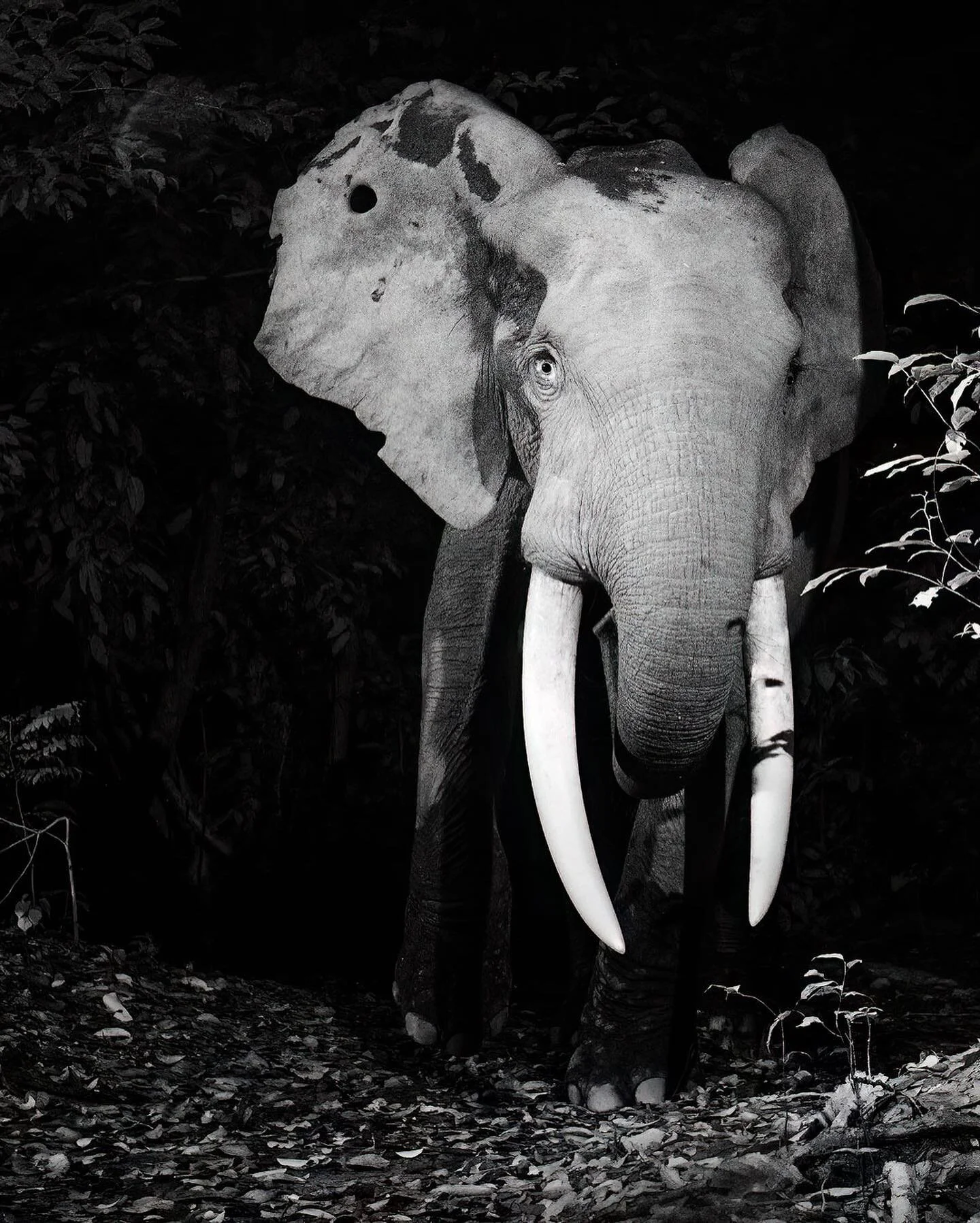 As we wanted to photograph the critically endangered African forest elephants deep within their forest habitat in Gabon, we deployed several infrared-converted DSLR camera traps near foraging sites. We eventually managed to capture the forest elephan