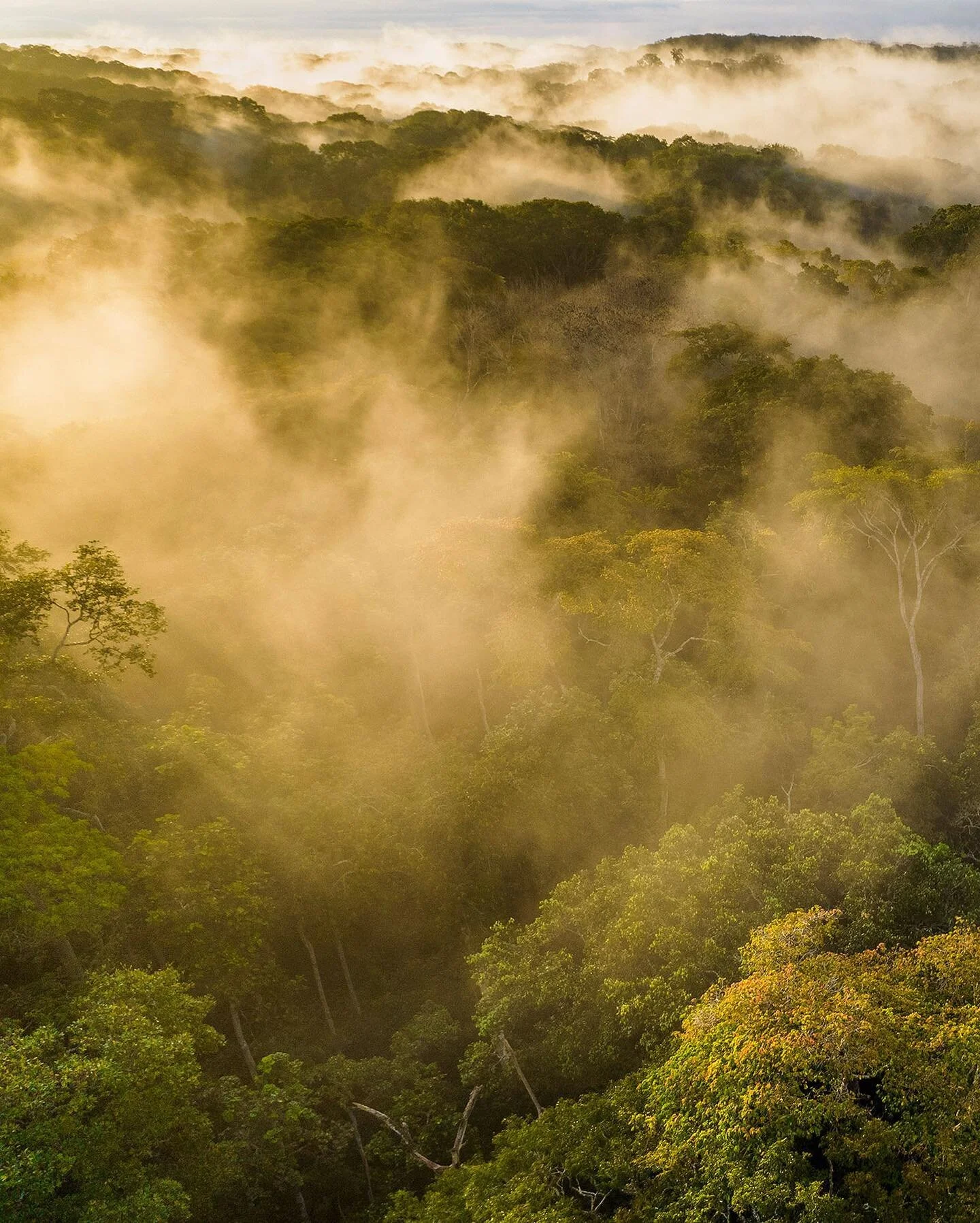 Morning fog dances over the rainforest in Lop&eacute; National Park, turning into clouds. Gabon is the second most forested country on earth, and forms part of the great Congo Basin rainforest that stretches across central Africa. In tropical rainfor