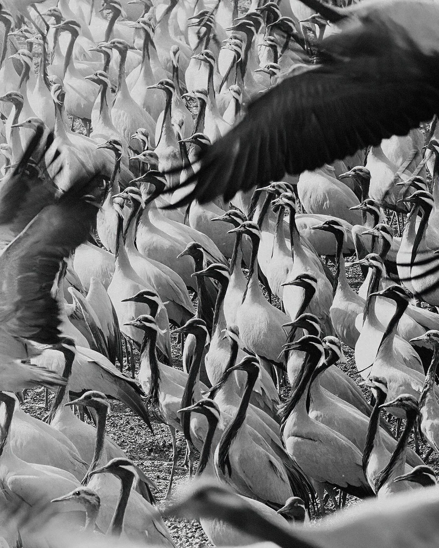 Every year, thousands of demoiselle cranes flock to the village of Khichan, in Rajasthan (India). 

There haven&rsquo;t always been so many demoiselles at Khichan. It all started 70 years ago when one Khichan resident started feeding a few dozen cran