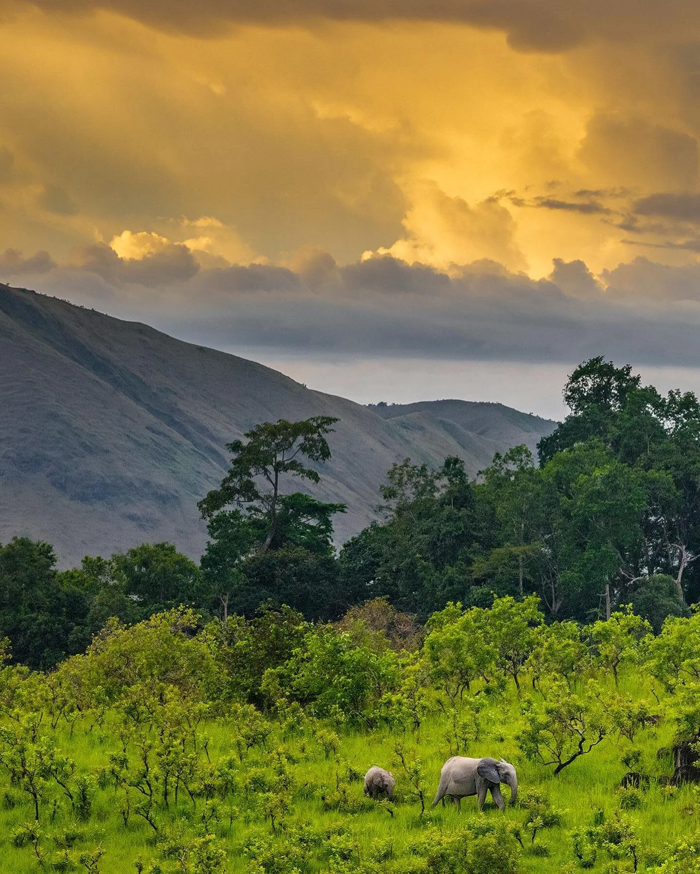 At the end of the day, when the intensity of sun decreases, a small family group of forest elephants has left the forest and crosses the savanna to forage in a different part of the forest during the night. The elephants follow ancient pathways that 