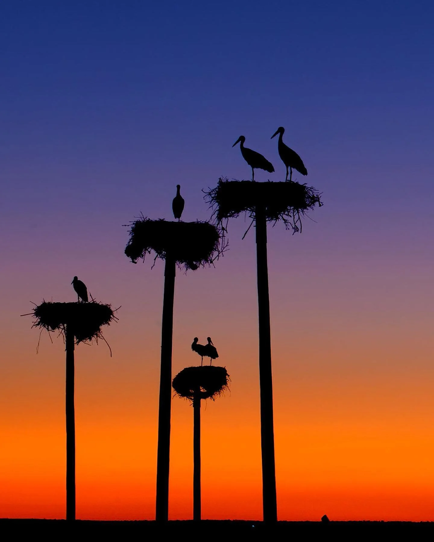 White storks nesting on artificial nesting poles in Extremadura (Spain). Artificial platforms installed in suitable areas can be an effective in helping to increase breeding populations of white storks.

During the second half of the last century, wh