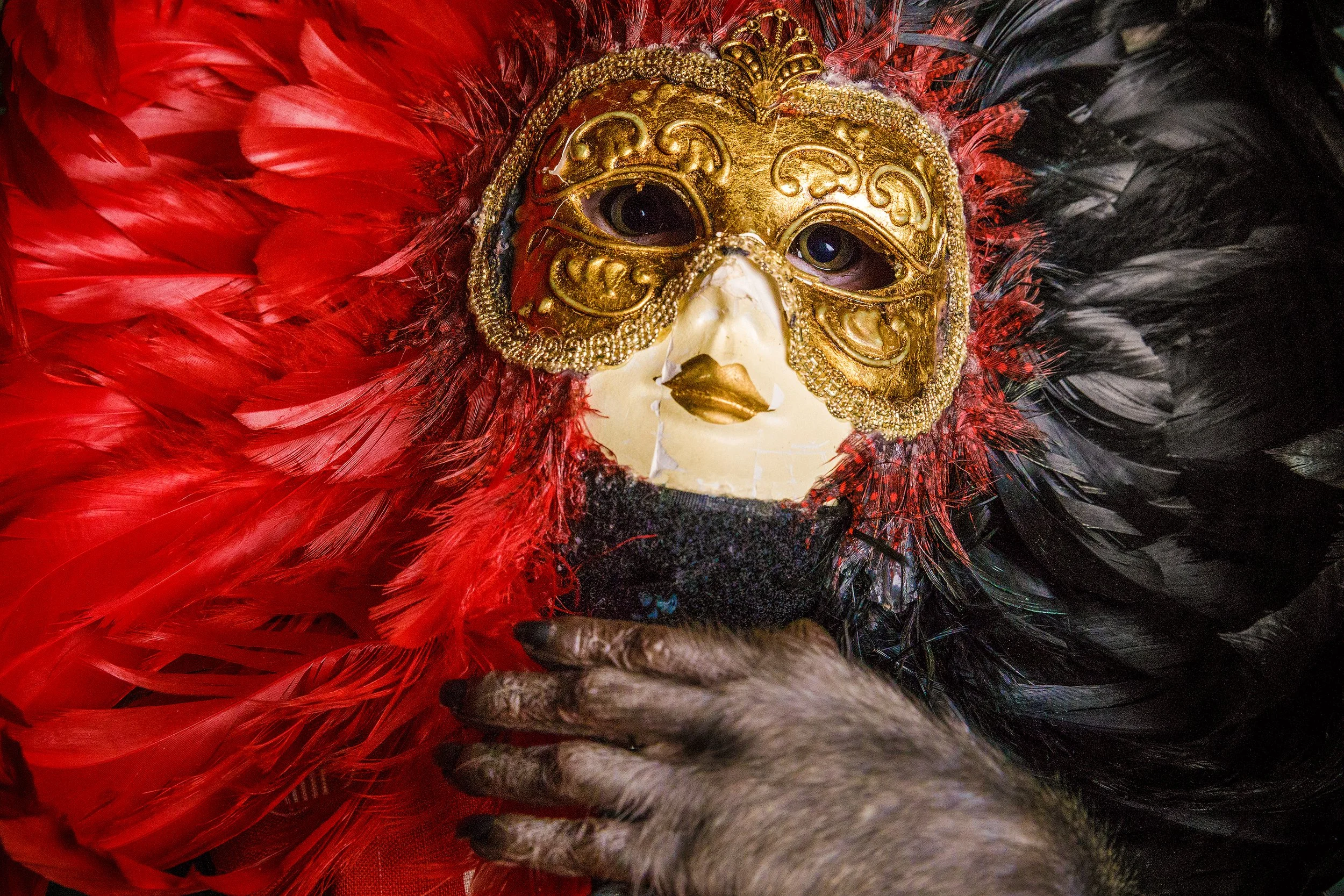 About the word “Animal”