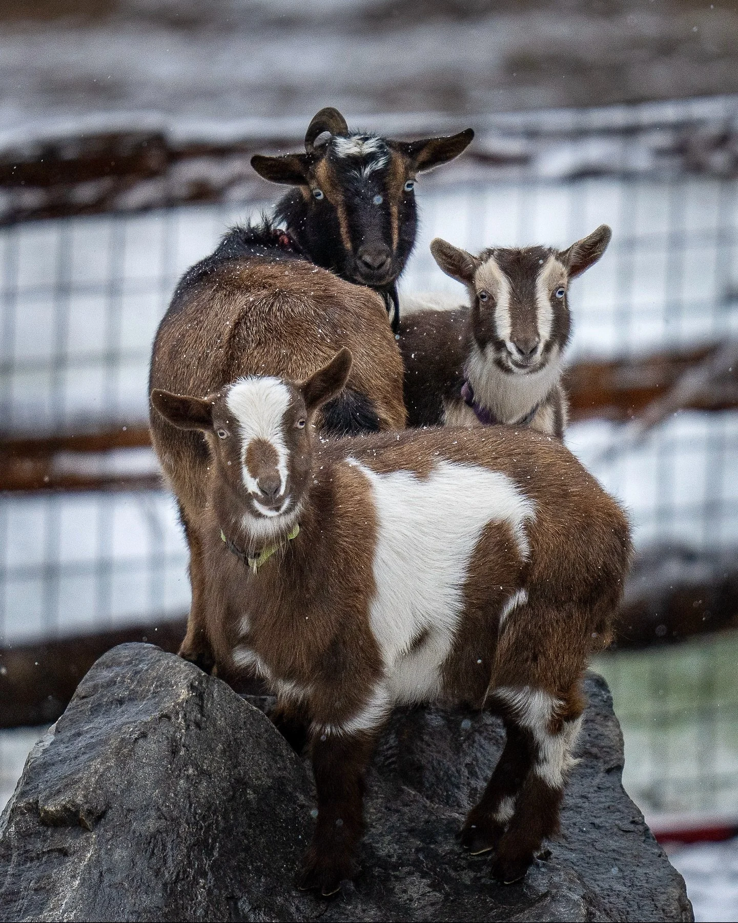 Sadly we lost Luna, our mama goat, far too early. After months of deteriorating health, mobility, and quality of life, we made the difficult decision to end her suffering.

She was our first goat, along with her two kids, Luca and Lily. In 2022 we we