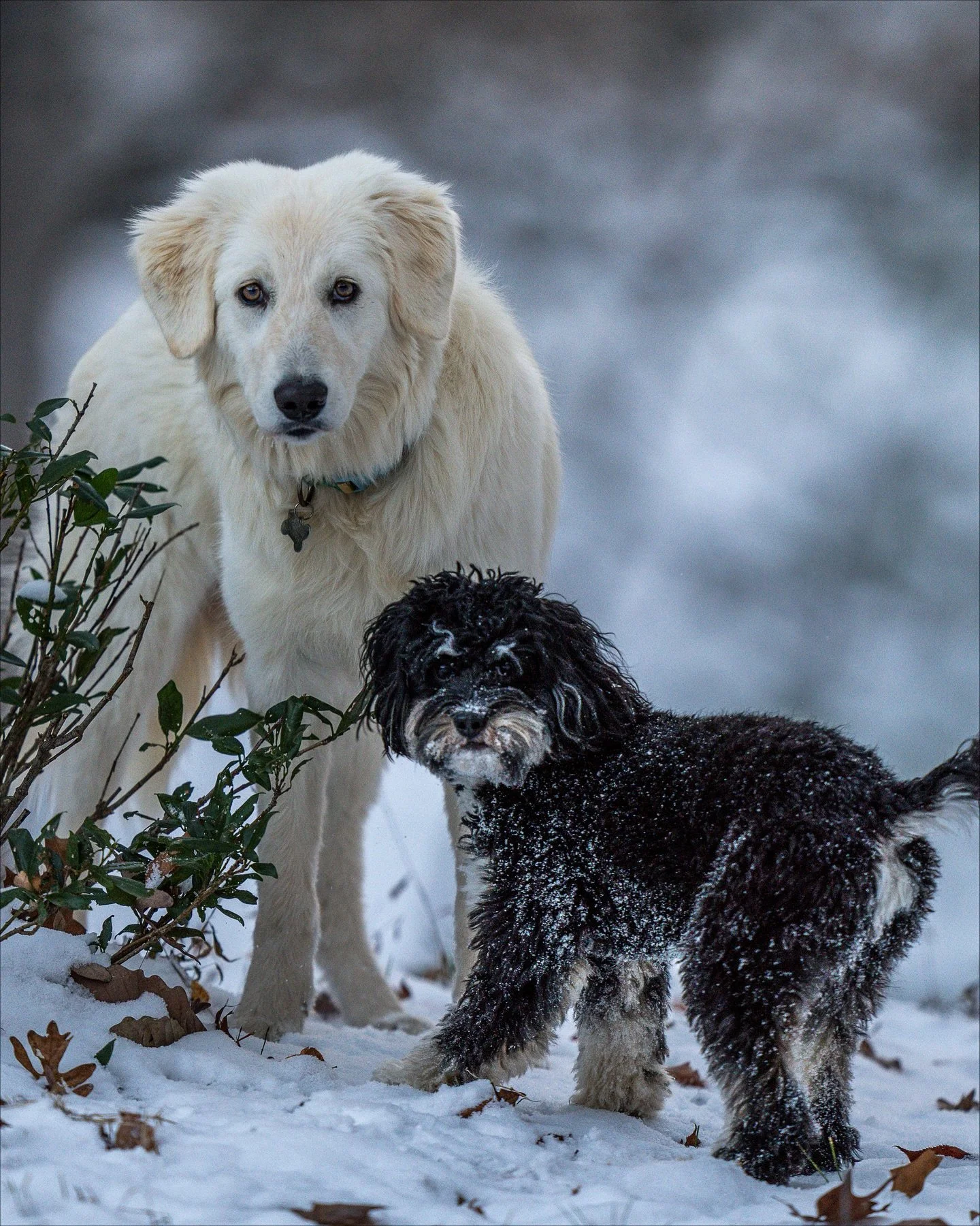 First flurries of the fall. 

Got more than a dusting here last night, woke up to the serene silence of the first snow of the fall.
Seeing this place transform through the seasons is the most beautiful part about stewarding this land. 

#fall #firsts