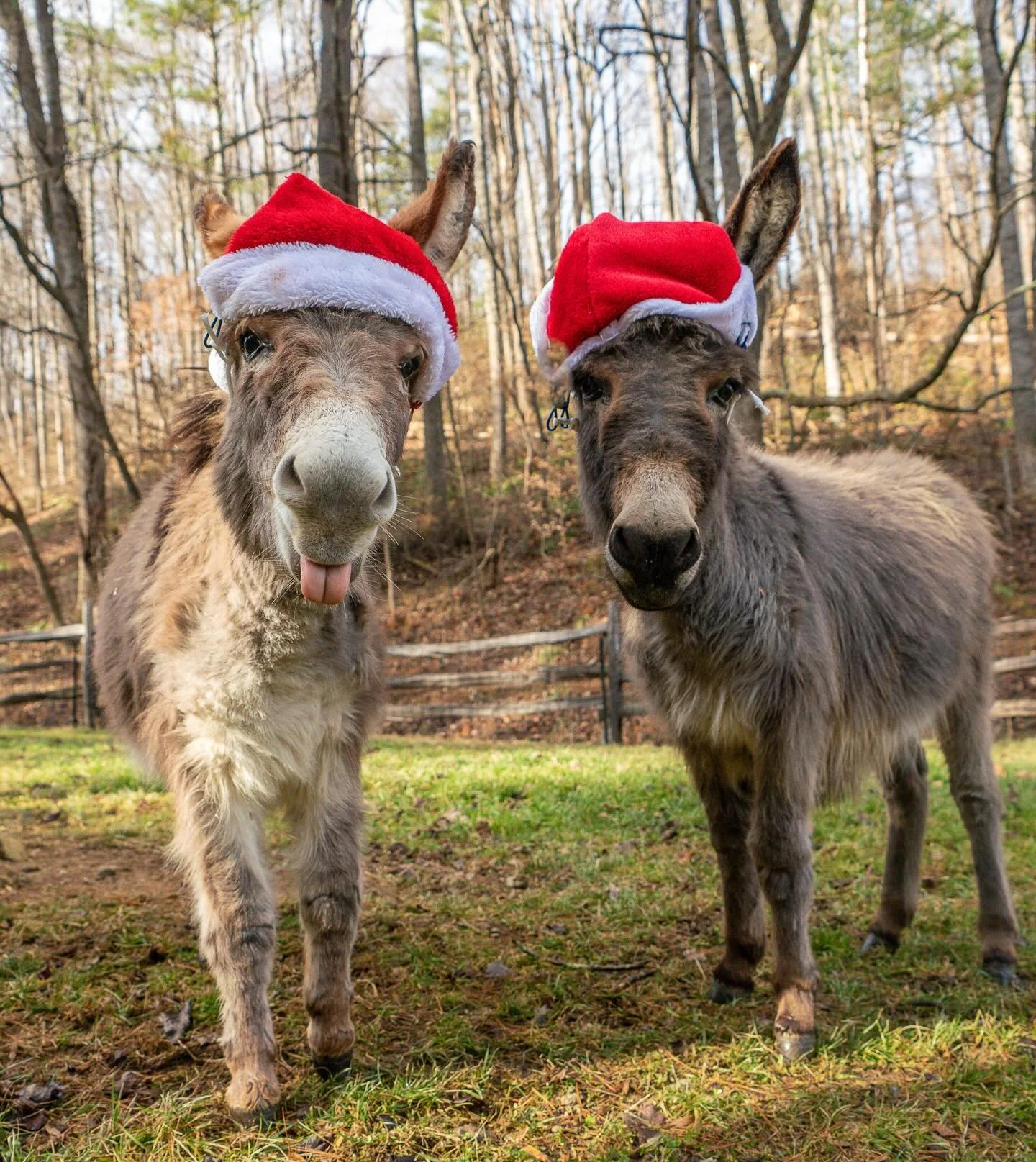 Back to some tomfoolery with Biscuit and Gravy, the mini donkeys extraordinaire. 

Happy holidays from our herd to you and yours.