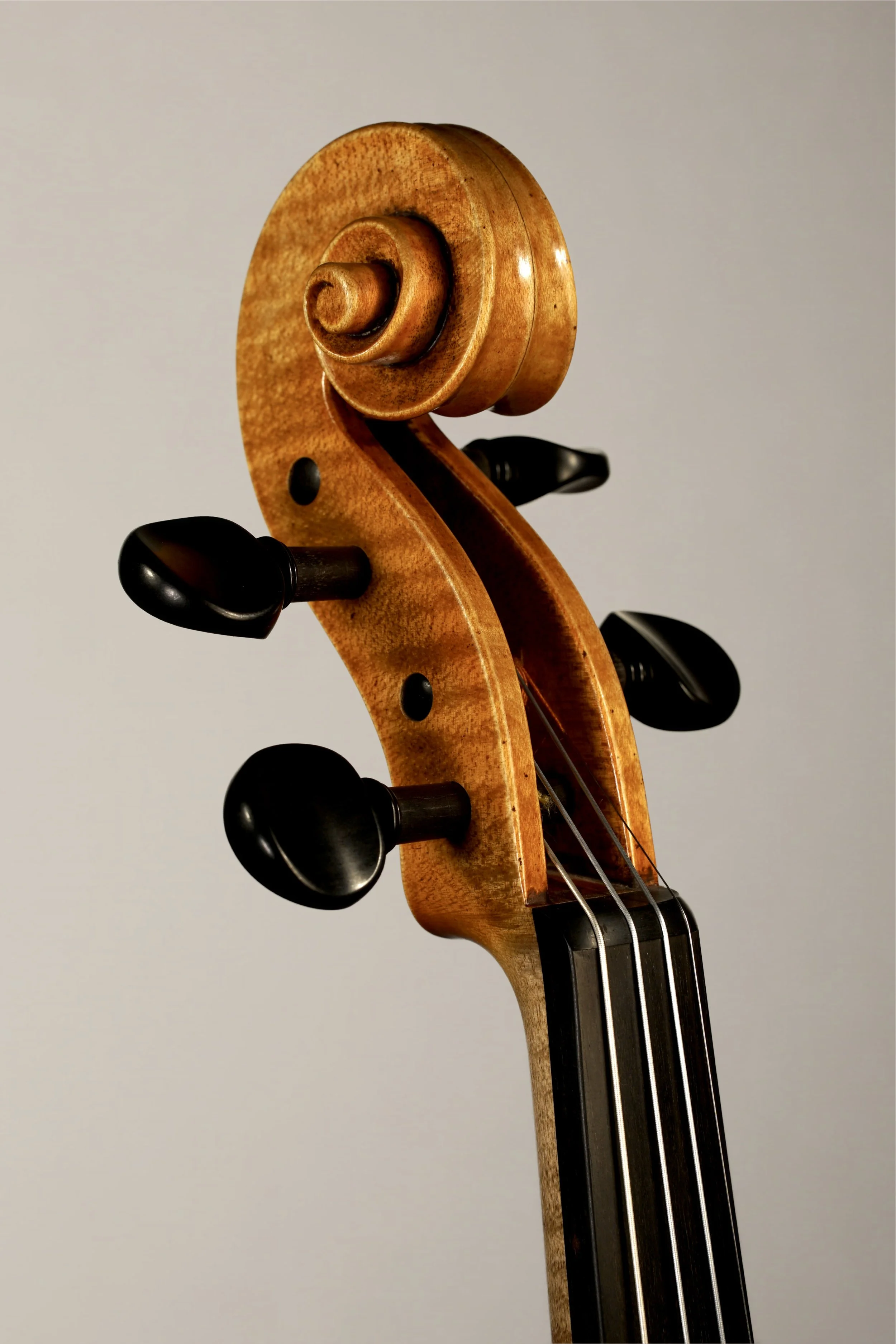 Schnecke vl.jpg