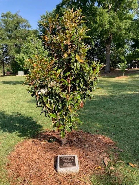 Tree-3-may.jpg