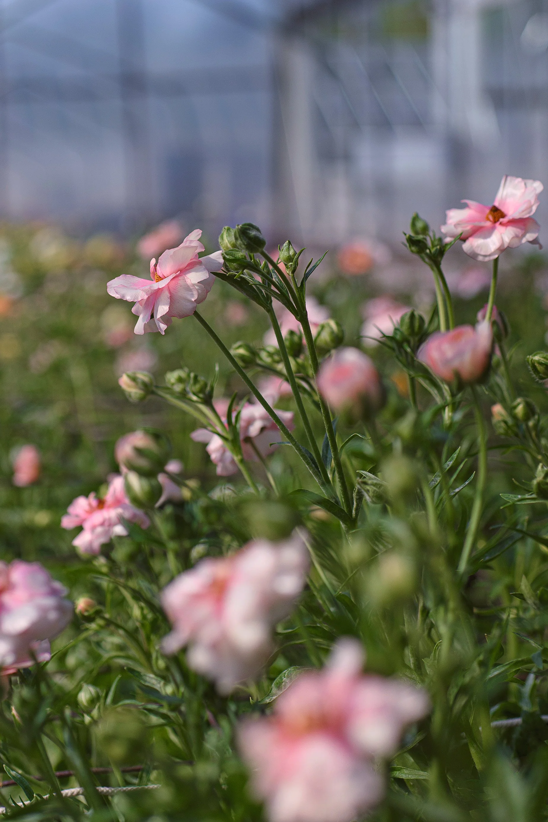 Close-up photography of pink and white ranunculus flowers blooming in a greenhouse or garden.