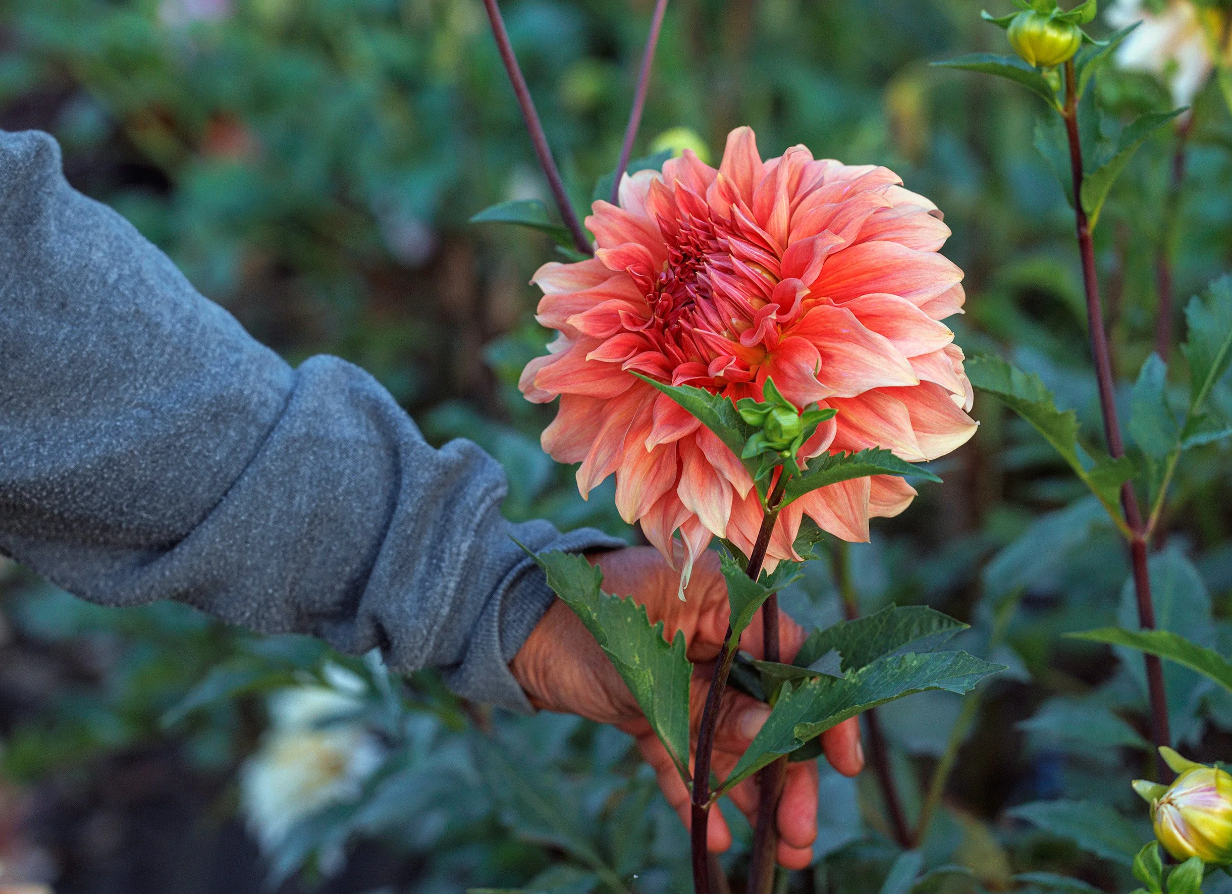 Hand holding a large peach-colored dahlia flower in a garden with green foliage.