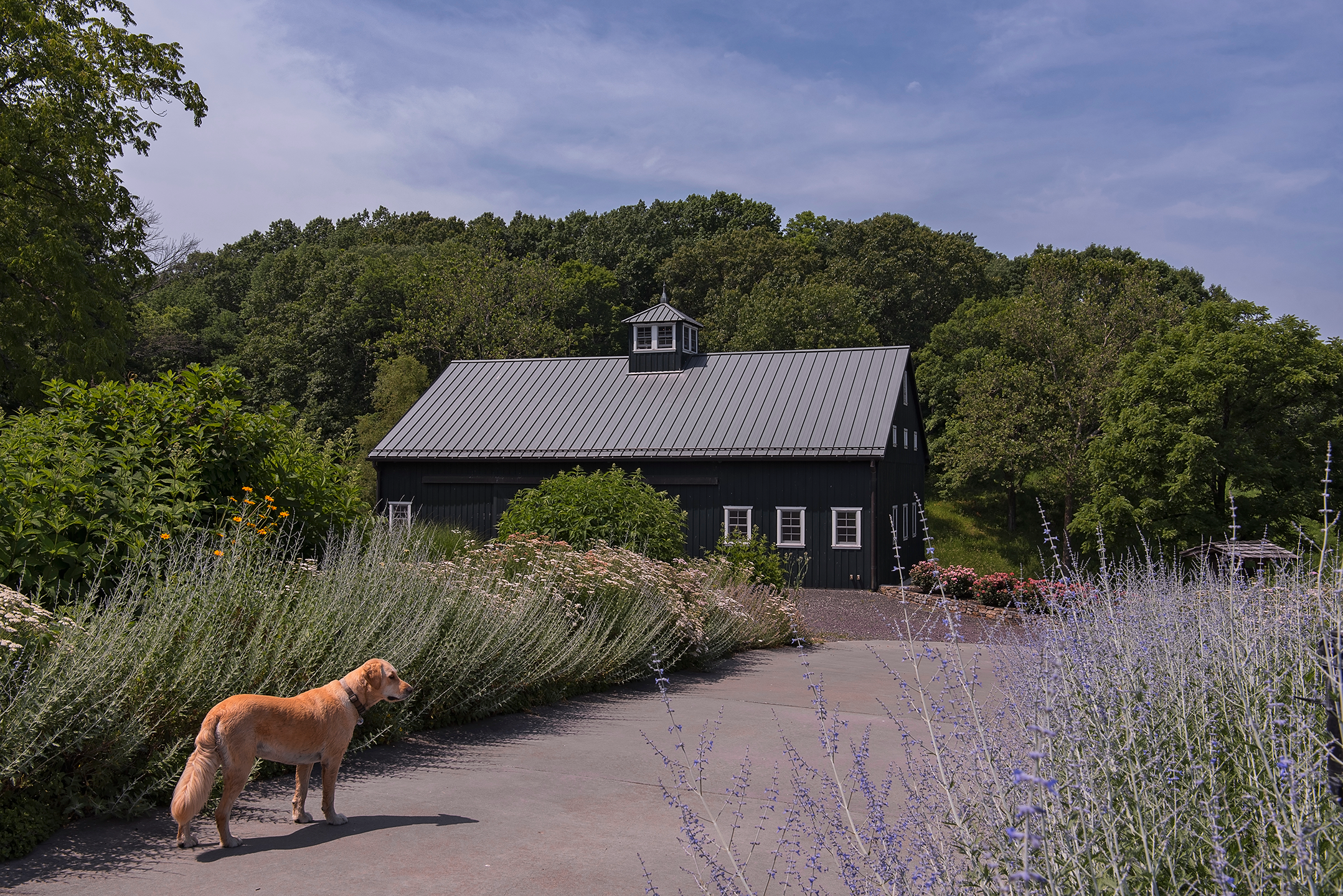 A lush garden being photographed and a tan dog is standing on a paved path next to bushes with purple flowers, in front of a black barn with a metal roof and a small cupola, surrounded by green trees under a partly cloudy sky.