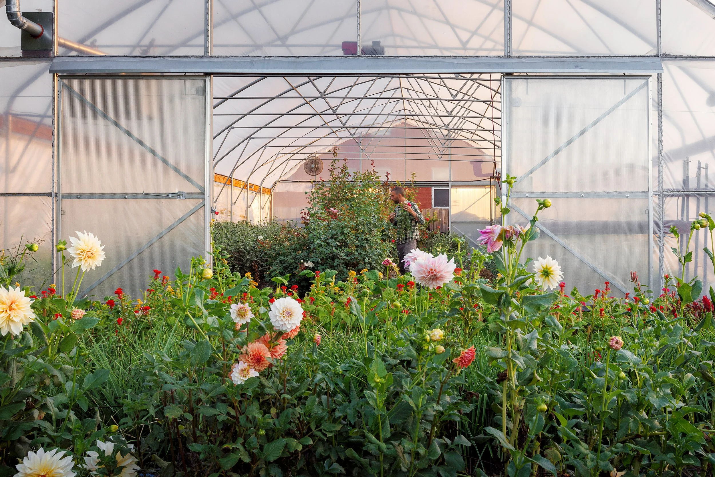 A man in a greenhouse tending to flowering plants with a variety of colorful blooms, including dahlias, inside a metal and plastic structure.