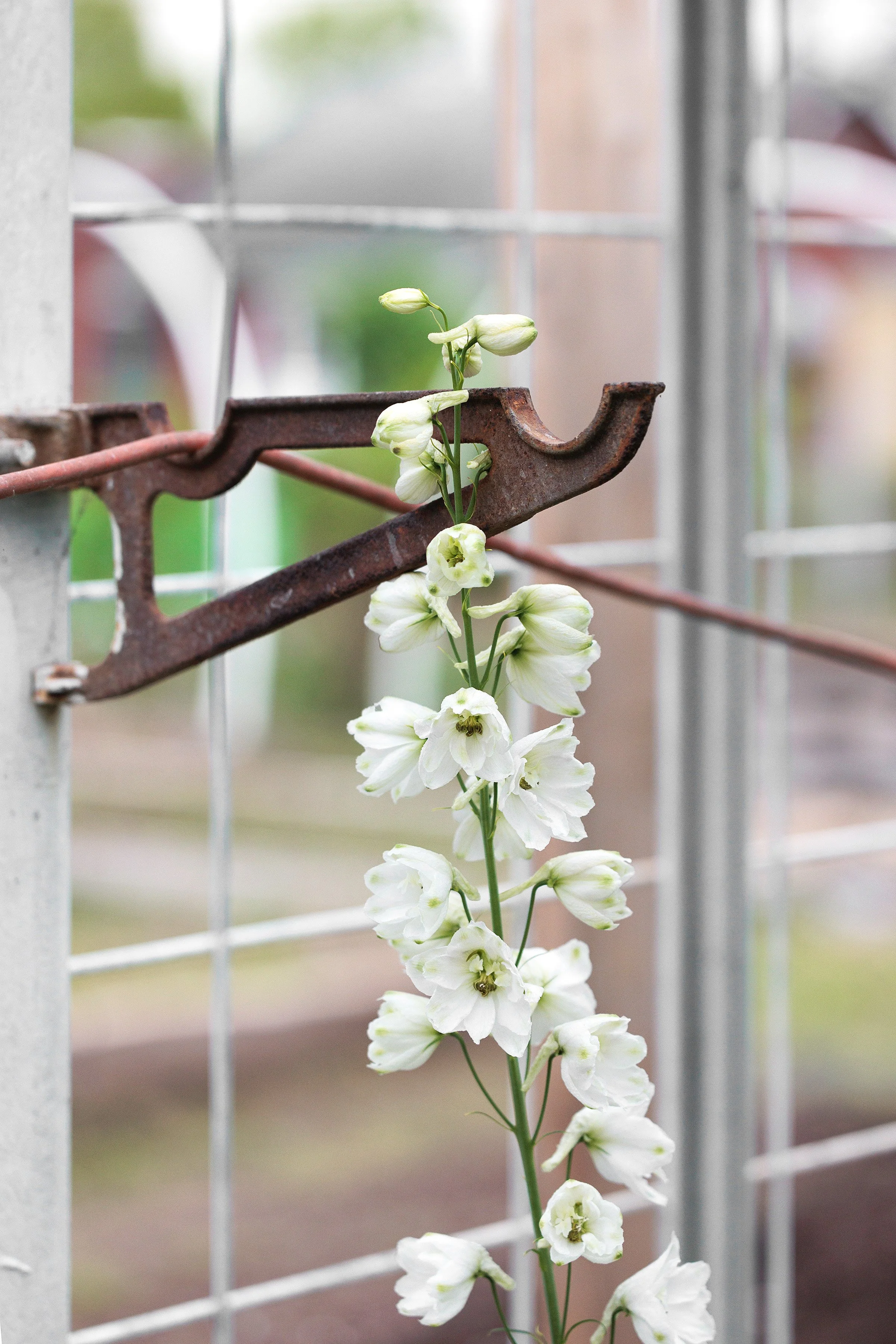 A stem of white flowers growing through rusted metal and wire fencing.