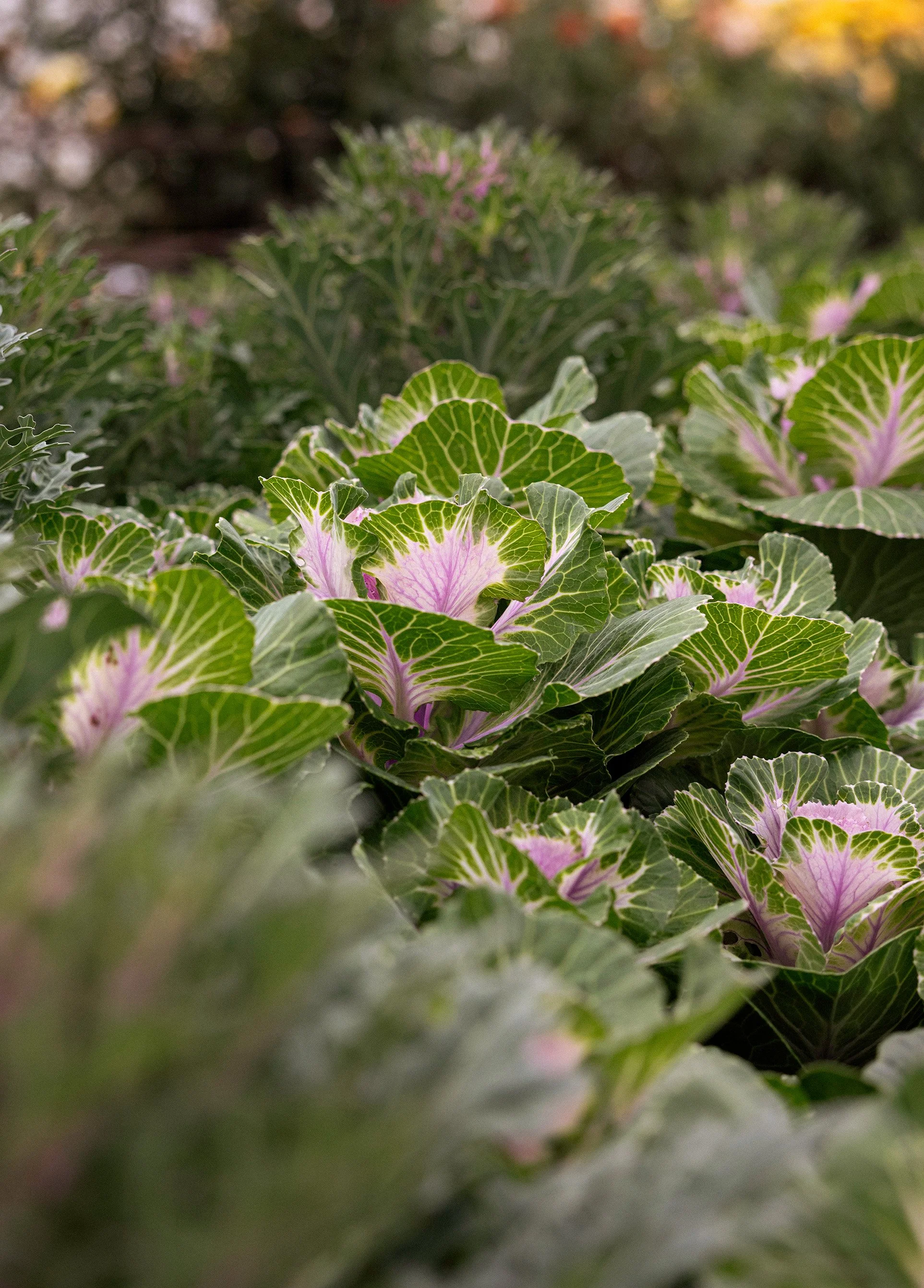 Close-up photography of green and purple variegated ornamental cabbages on a flower farm.