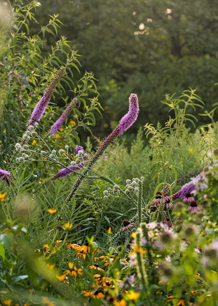A lush garden scene with tall purple and pink flowering plants, along with small yellow and orange flowers, under soft natural sunlight.