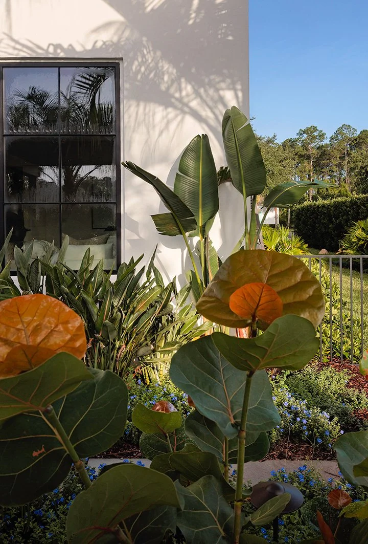 A garden with large green and brown-leaved plants in front of a house with a black-framed window, surrounded by trees and bushes under a blue sky.