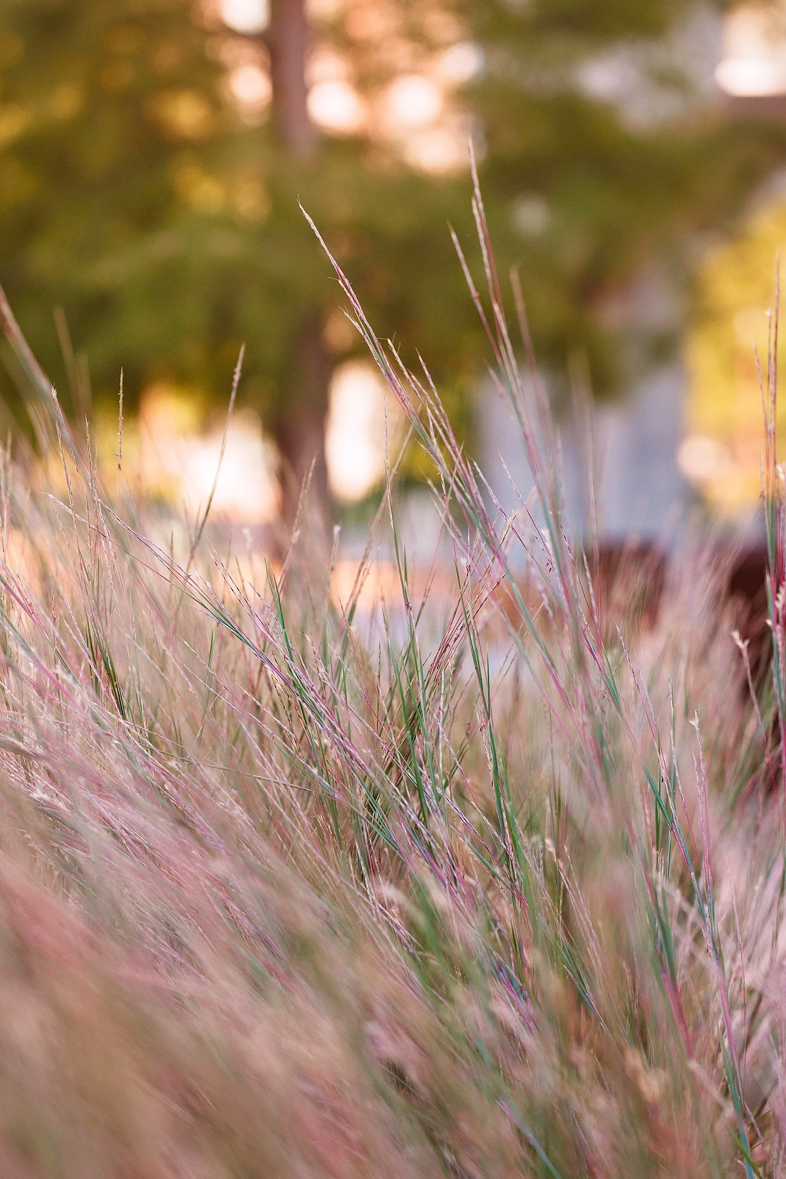 Close-up of soft, pinkish-hued grass blades with a blurred background of trees and a building, illuminated by warm sunlight.