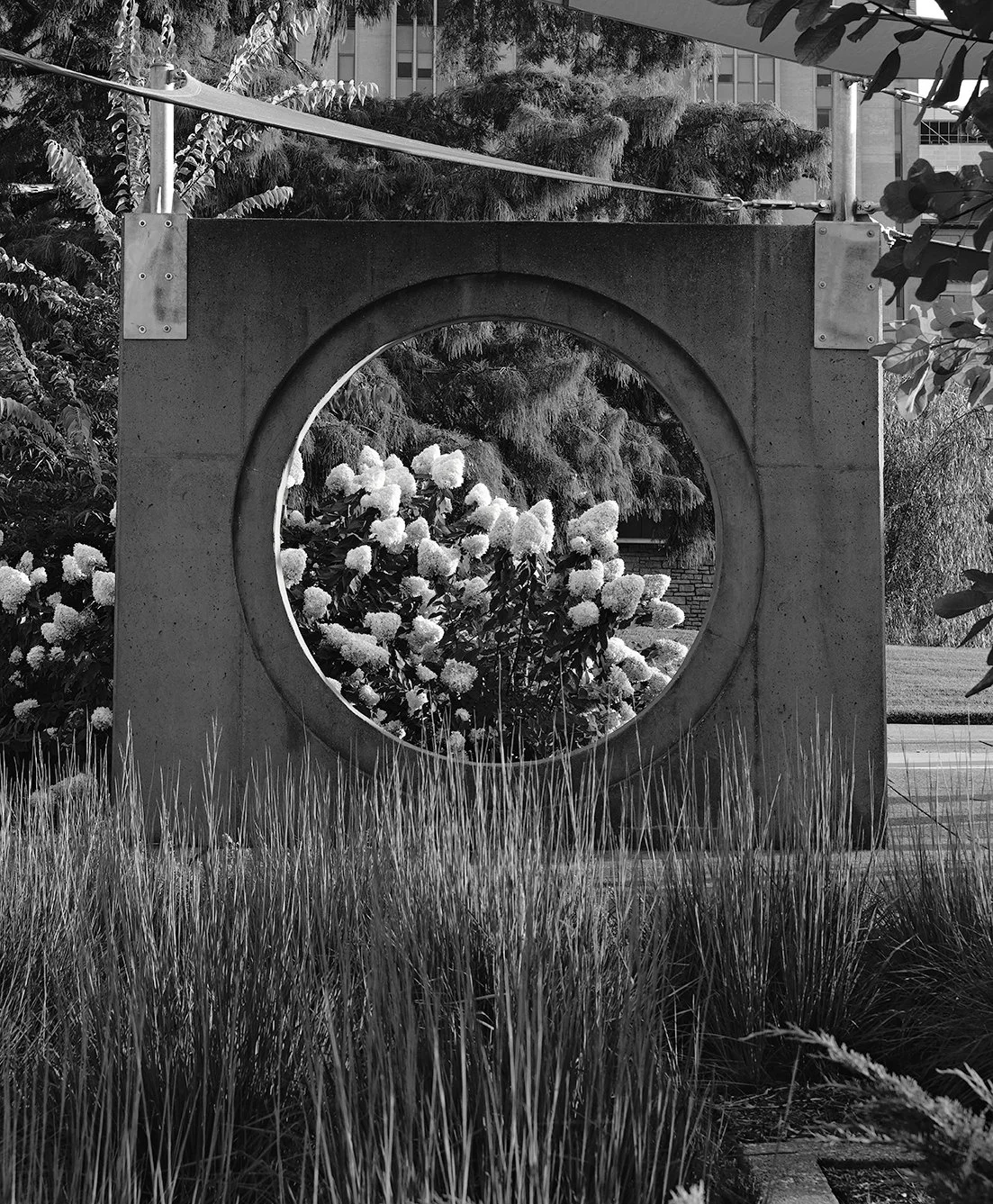 Black and white photo of a concrete structure with a circular opening, behind which are white flowering bushes and trees, with tall grass in the foreground and buildings in the background.