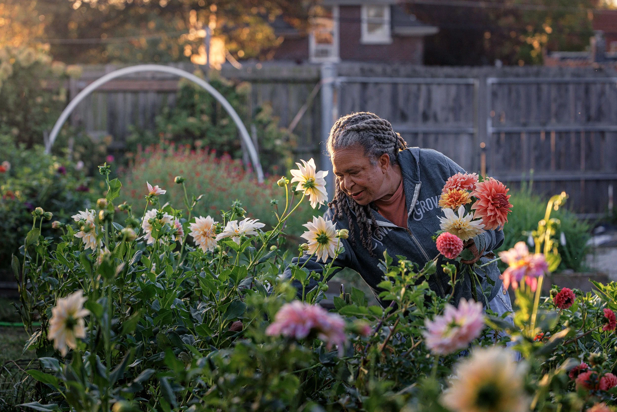 An elderly person with dreadlocks is harvesting colorful flowers in a garden during sunset, with a wooden fence and a house in the background.