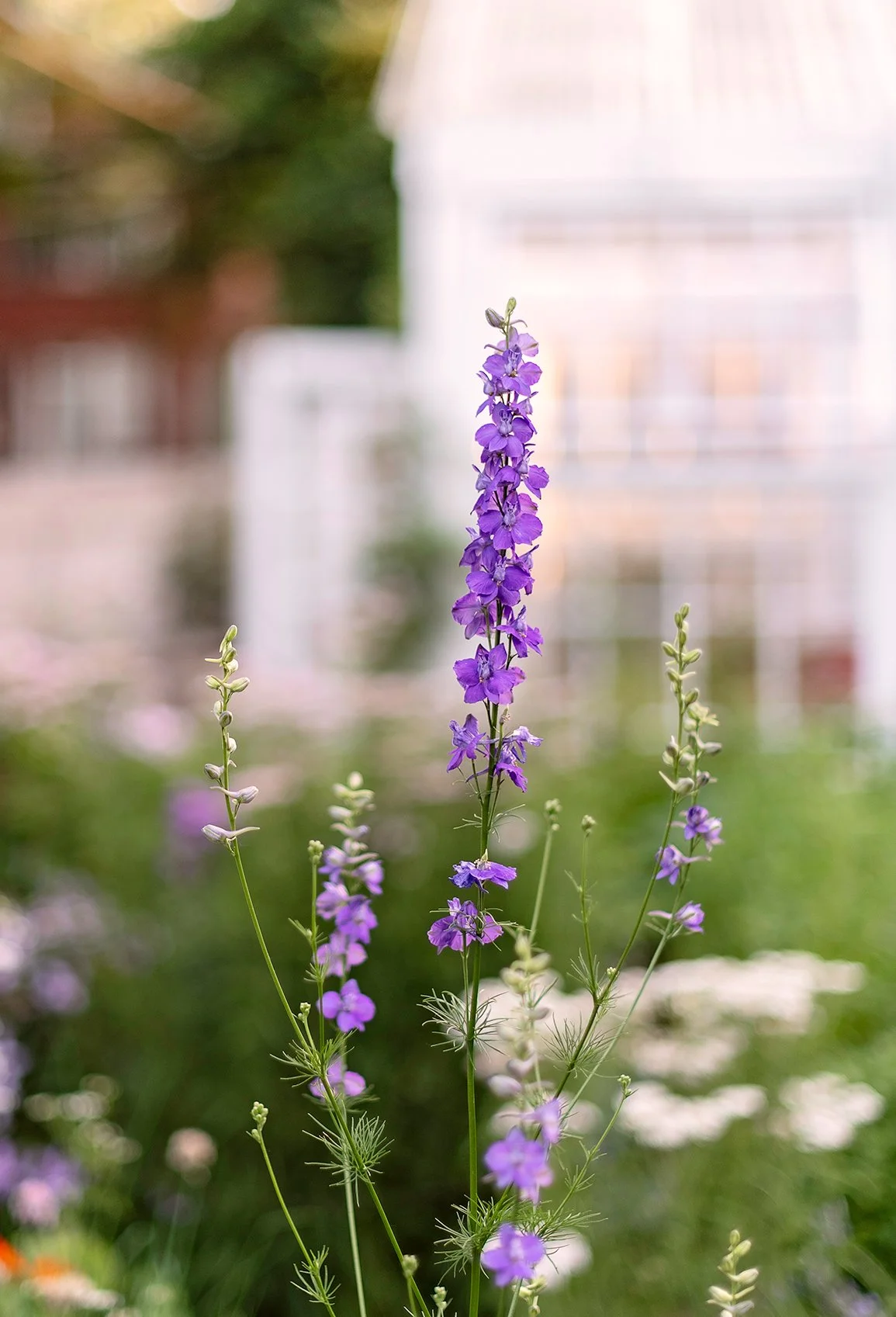 Purple wildflower blooming in a garden with a blurred background of greenery and a white building.