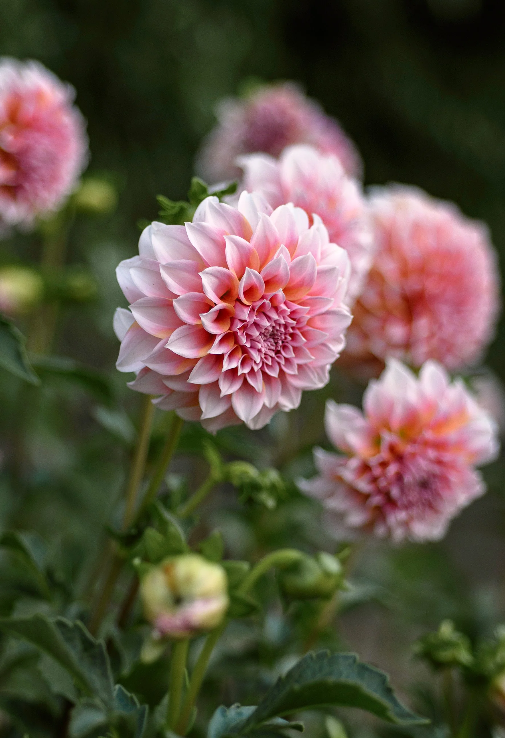 Pink and white dahlias blooming in a garden, with some buds and green foliage around.