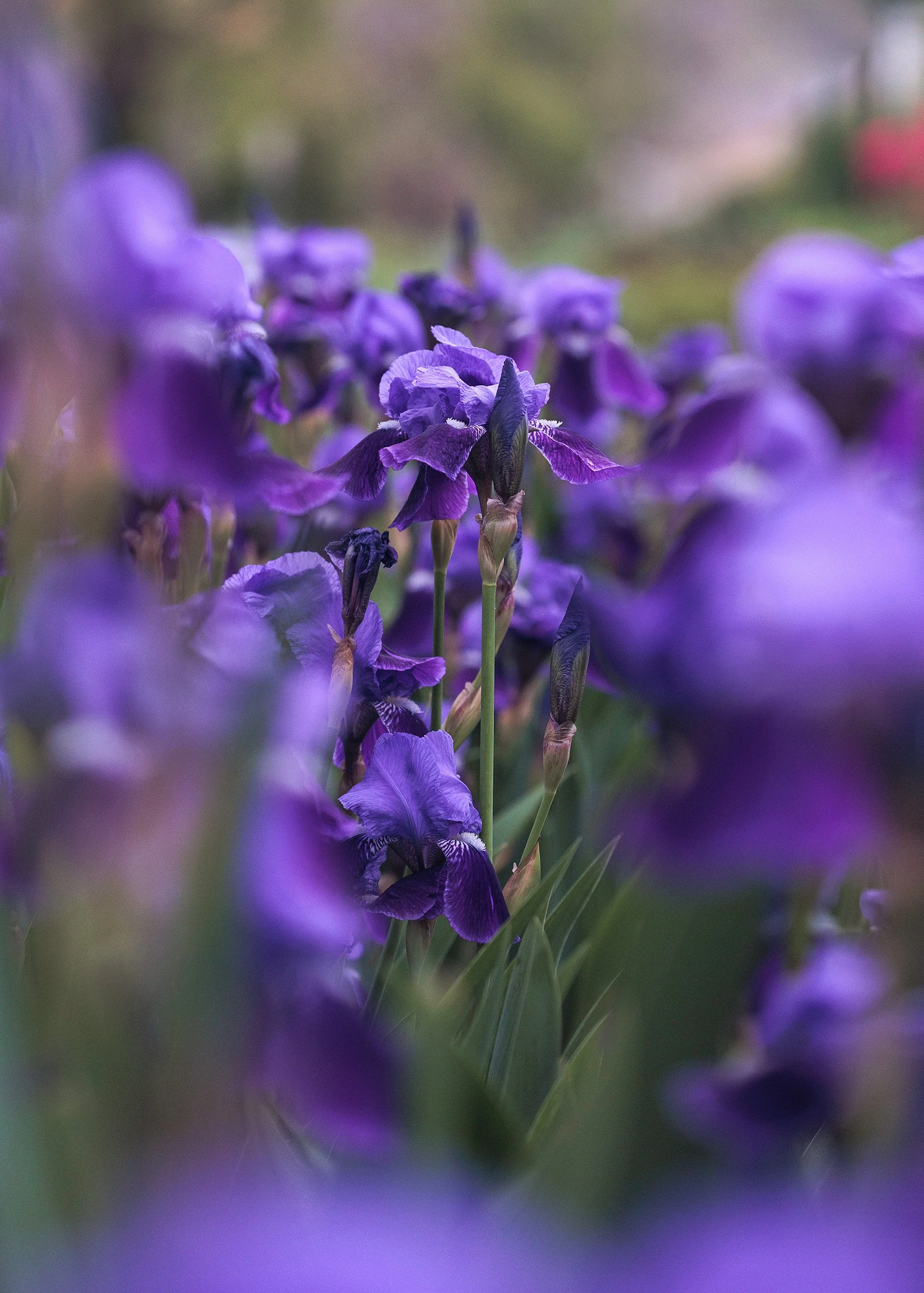 Close-up of purple irises blooming in a garden with blurred background.