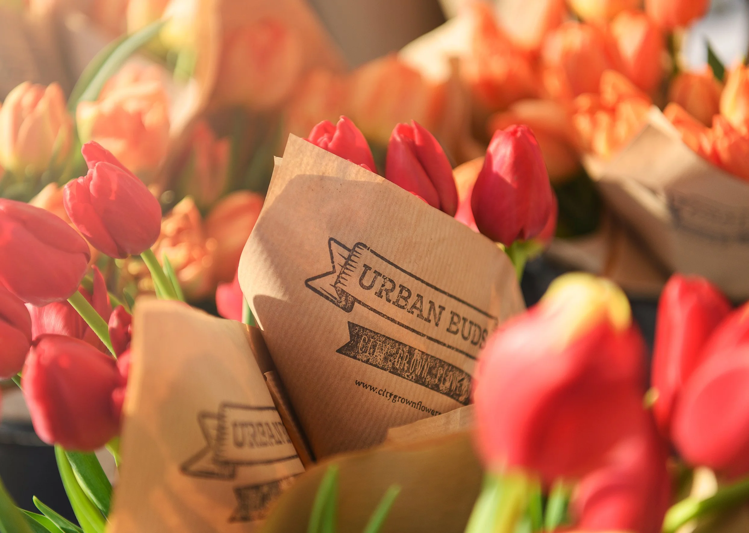 Bouquet of pink and orange tulips wrapped in brown paper with 'Urban Buds' printed on it, set in sunlight.