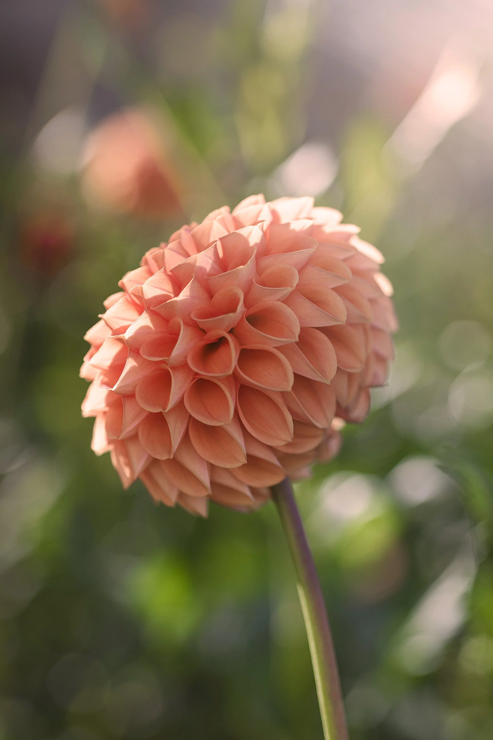 Photography of a peach-colored dahlia flower with many petals, blurred green background, and soft sunlight.