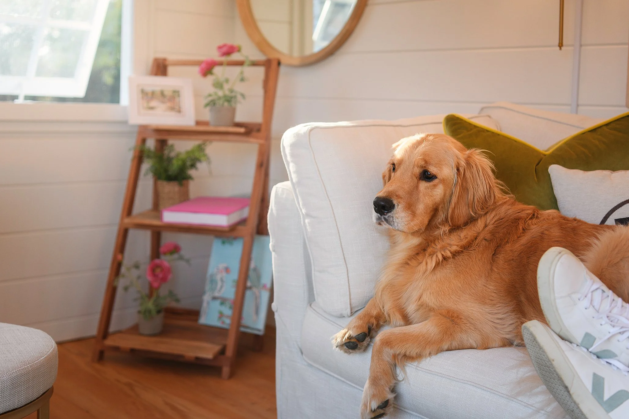 A golden retriever dog lying on a beige couch with colorful pillows in a cozy living room. In the background, a wooden shelf with potted plants, picture frames, and books, and a window with sunlight streaming in.