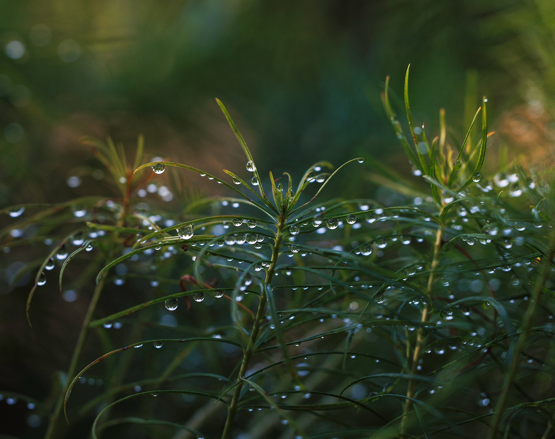 Close-up of green plant with thin leaves and water droplets on the surface, backlit by sunlight.