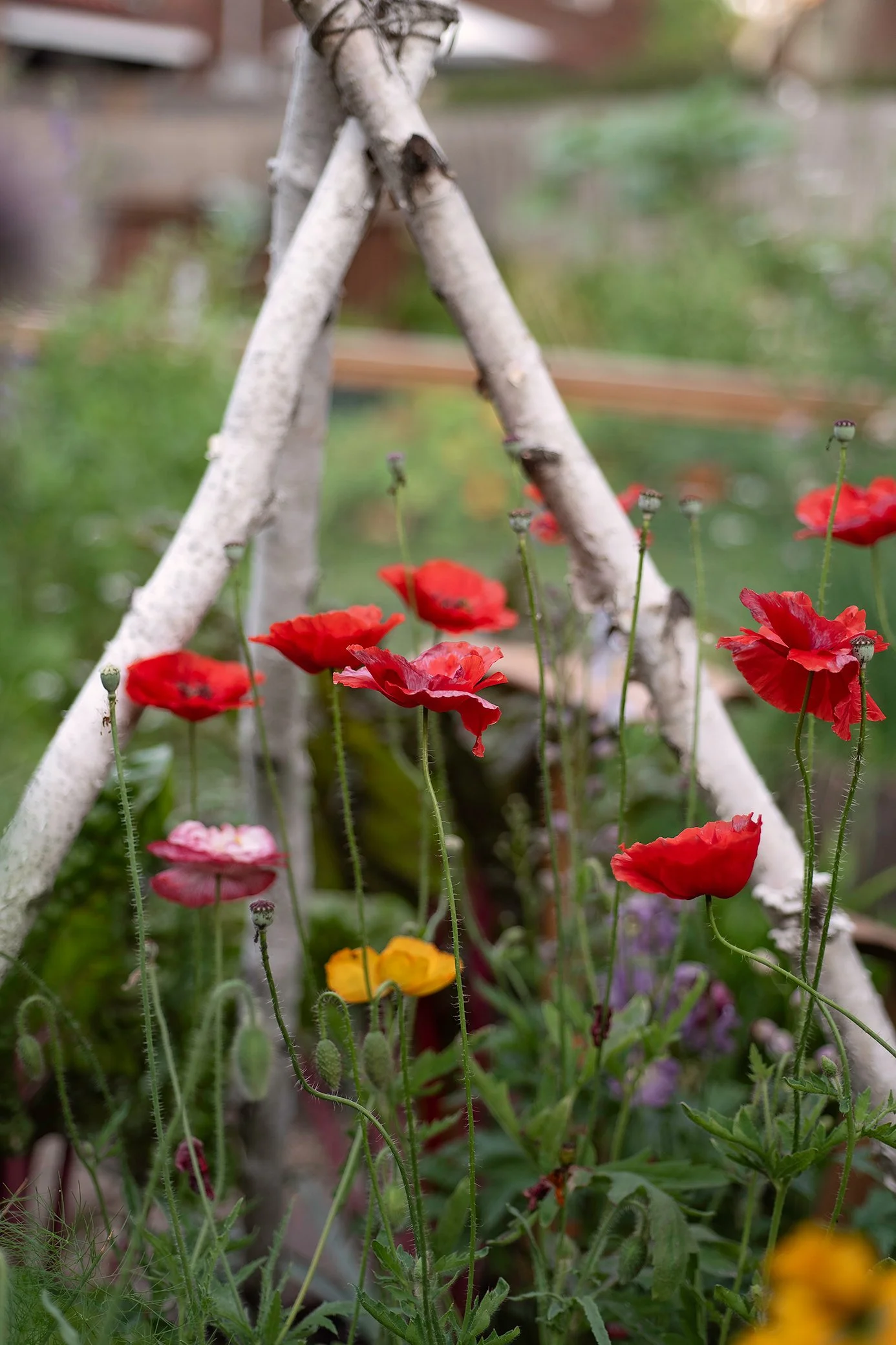 Red and yellow poppy flowers growing in a garden with white painted wooden rods forming a triangular trellis.