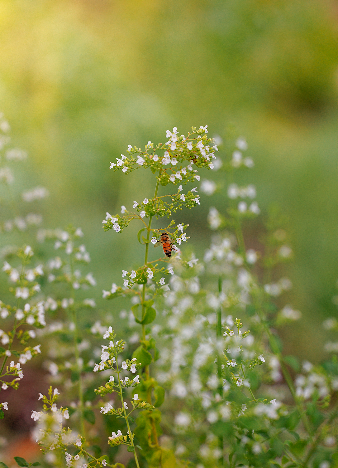 Close-up of a bee on a green plant with small white flowers, green background.