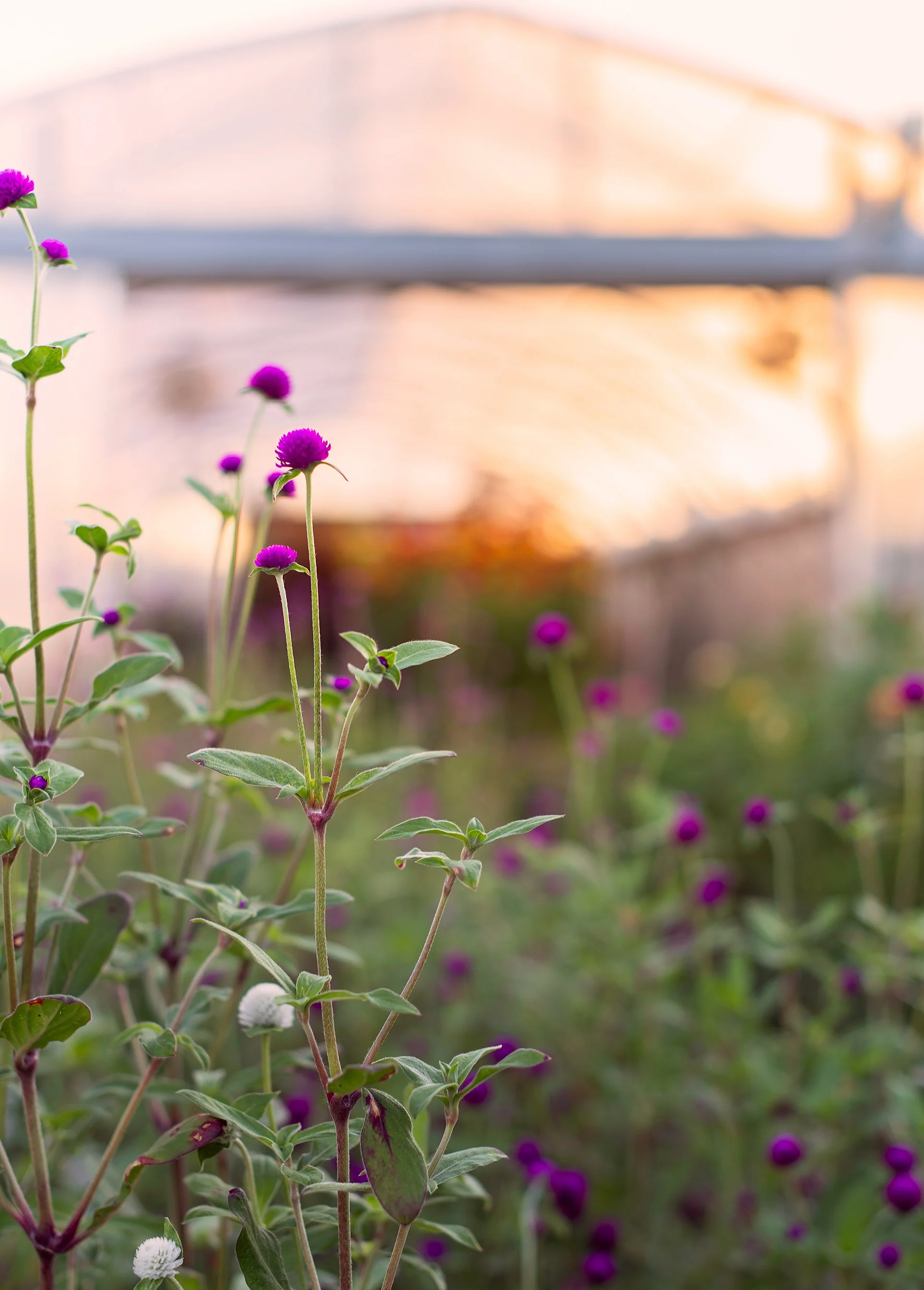 Purple and white flowers growing in a garden at sunset with a bridge in the background.
