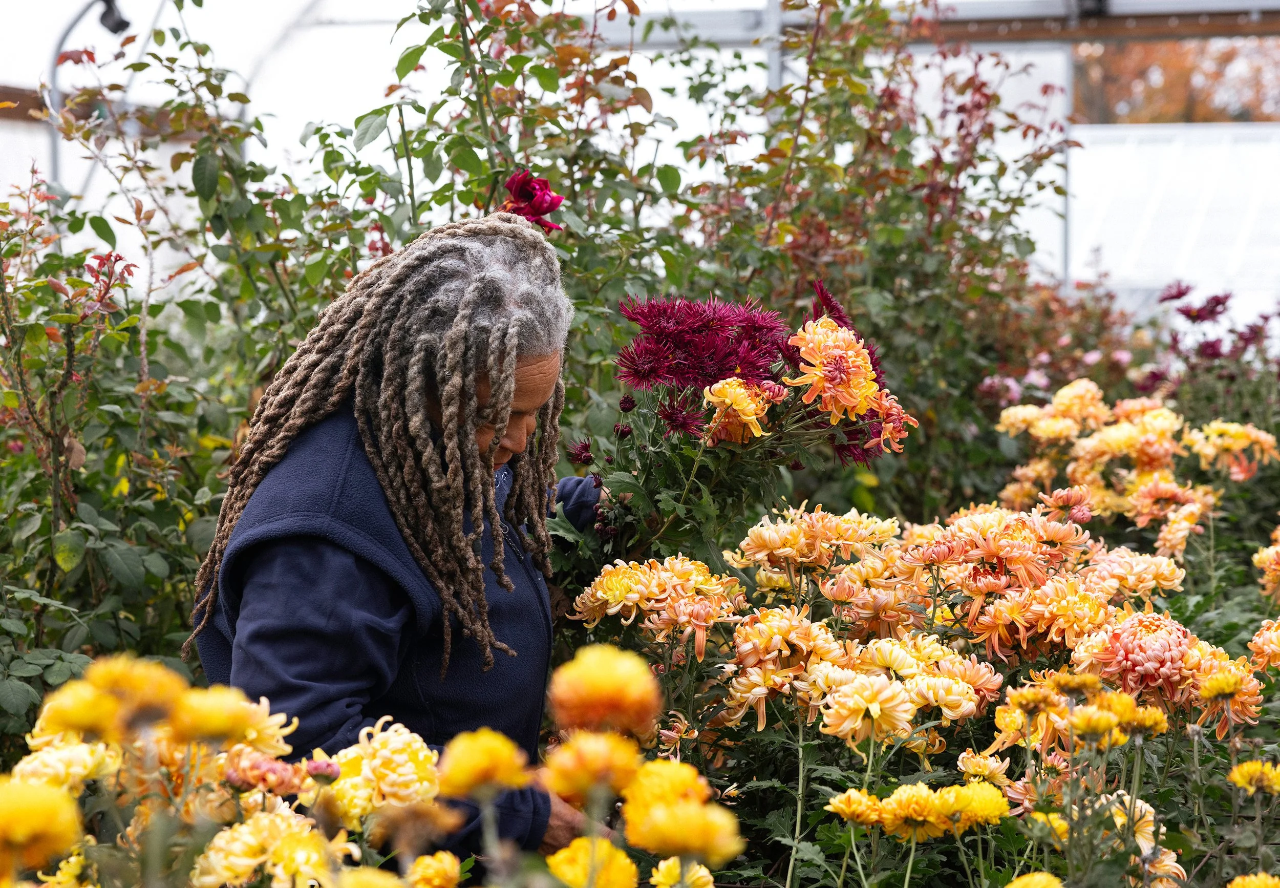 A woman with long gray dreadlocks wearing a blue jacket in a greenhouse garden surrounded by colorful orange, yellow, and deep red Chrysanthemum
flowers.